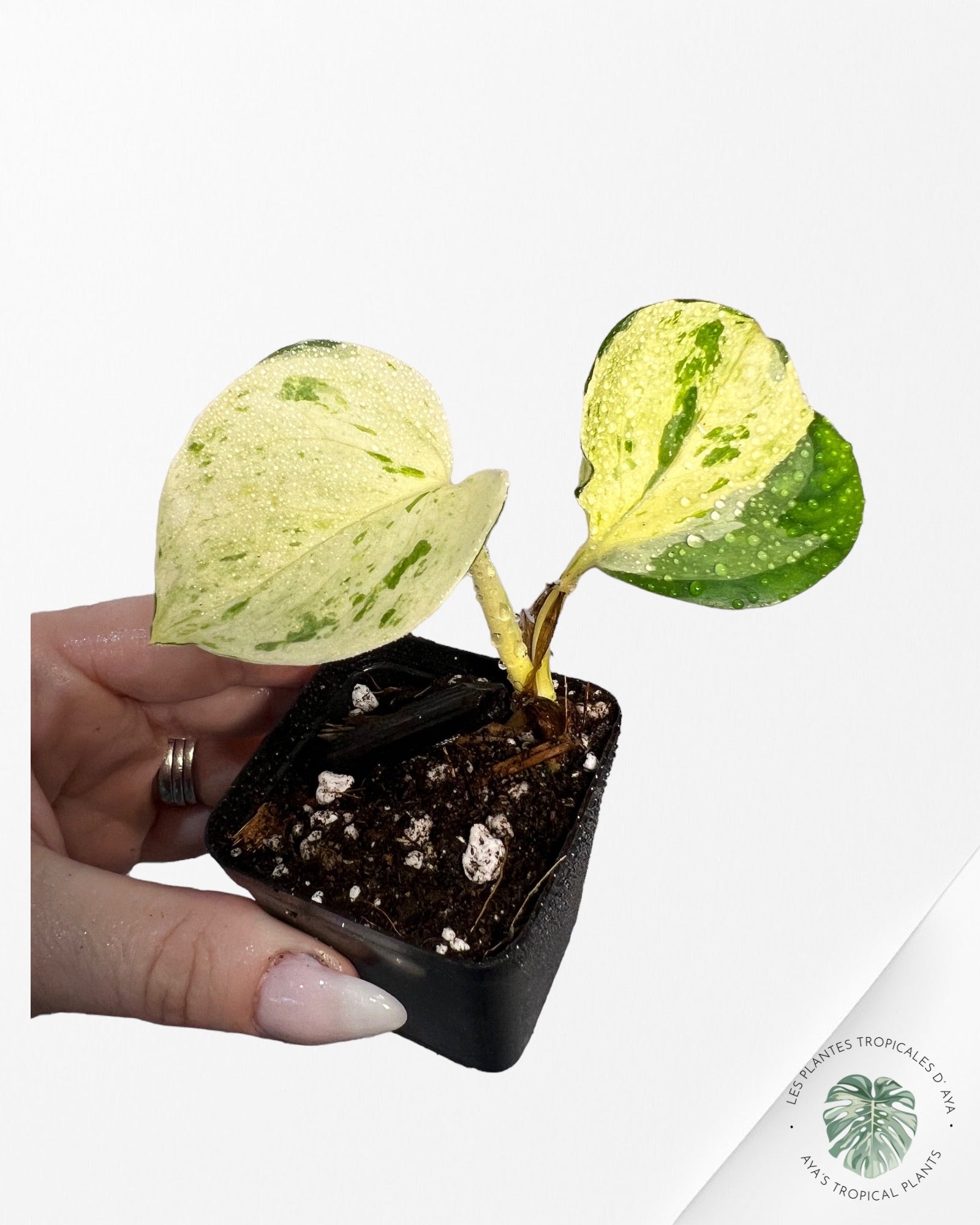 Epipremnum Manjula-1010