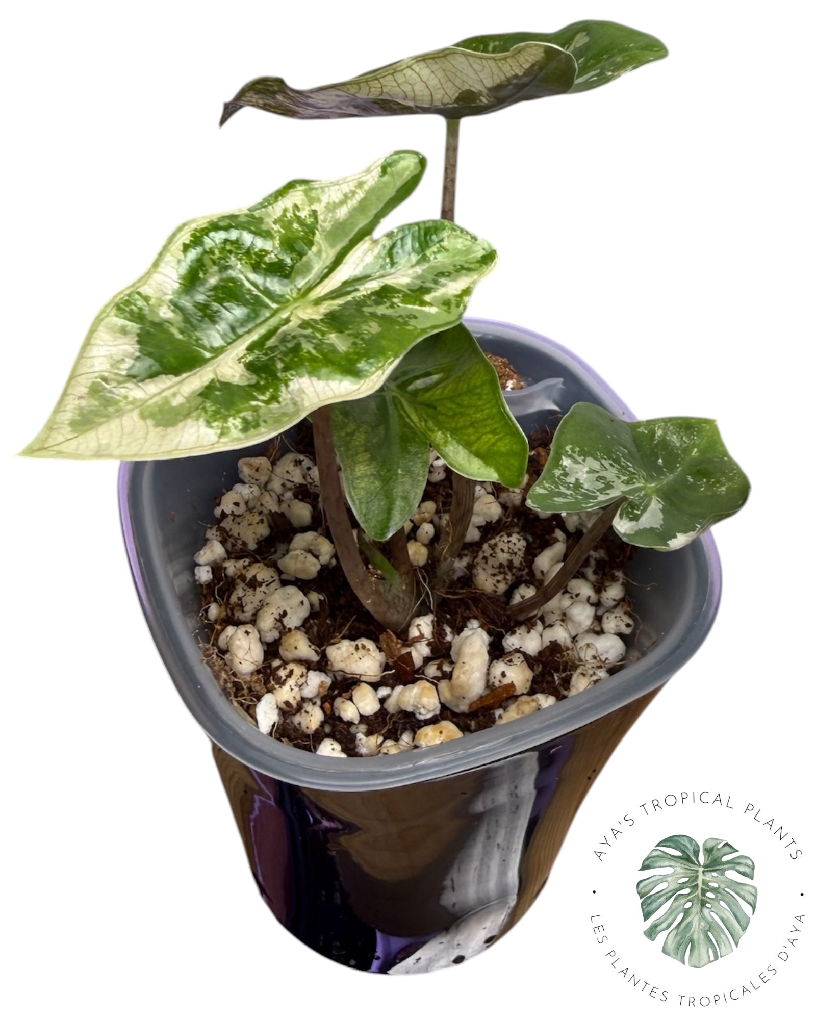 Alocasia Pseudo Sanderiana Pink