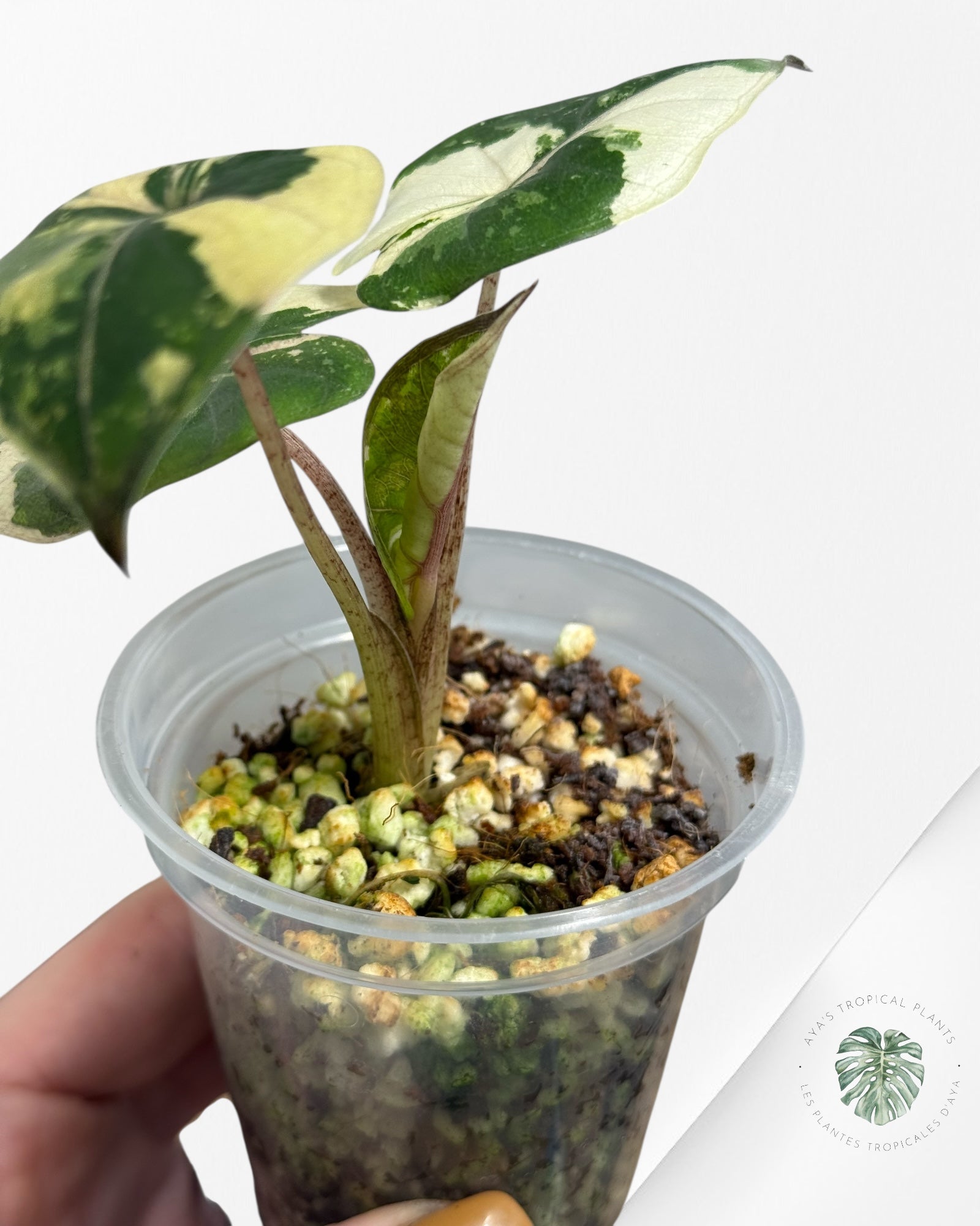 Alocasia Yucatan Princess Variegated- TC3