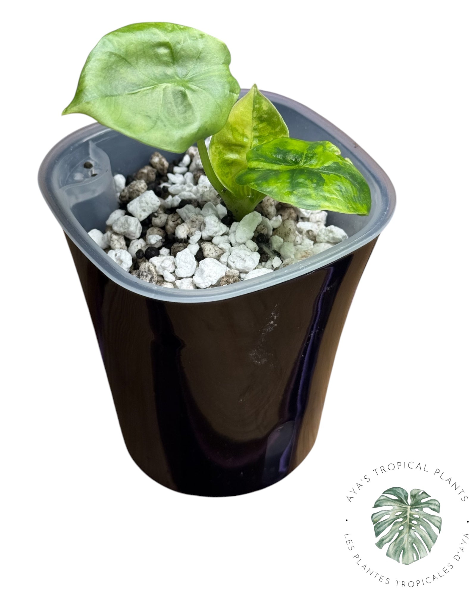 Alocasia Reginae Aurea