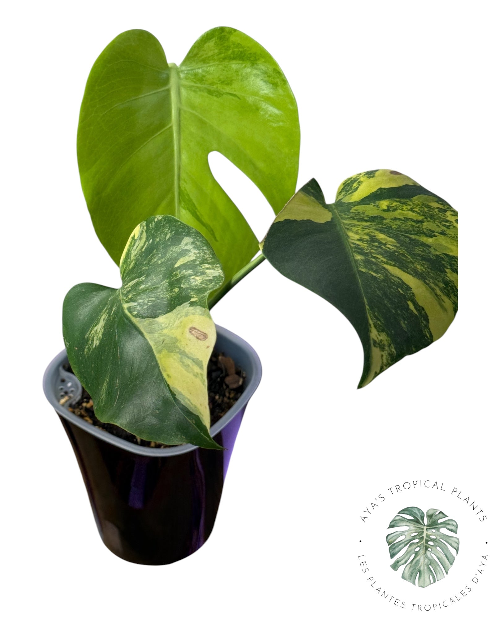 Monstera Deliciosa Pom Pom