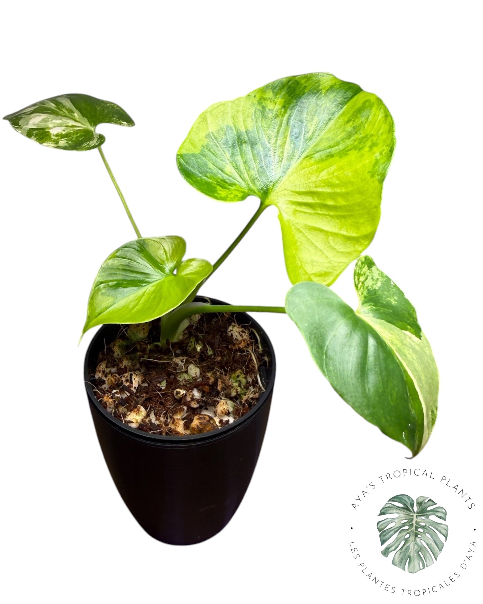 Philodendron Bipinnatifidum Variegated
