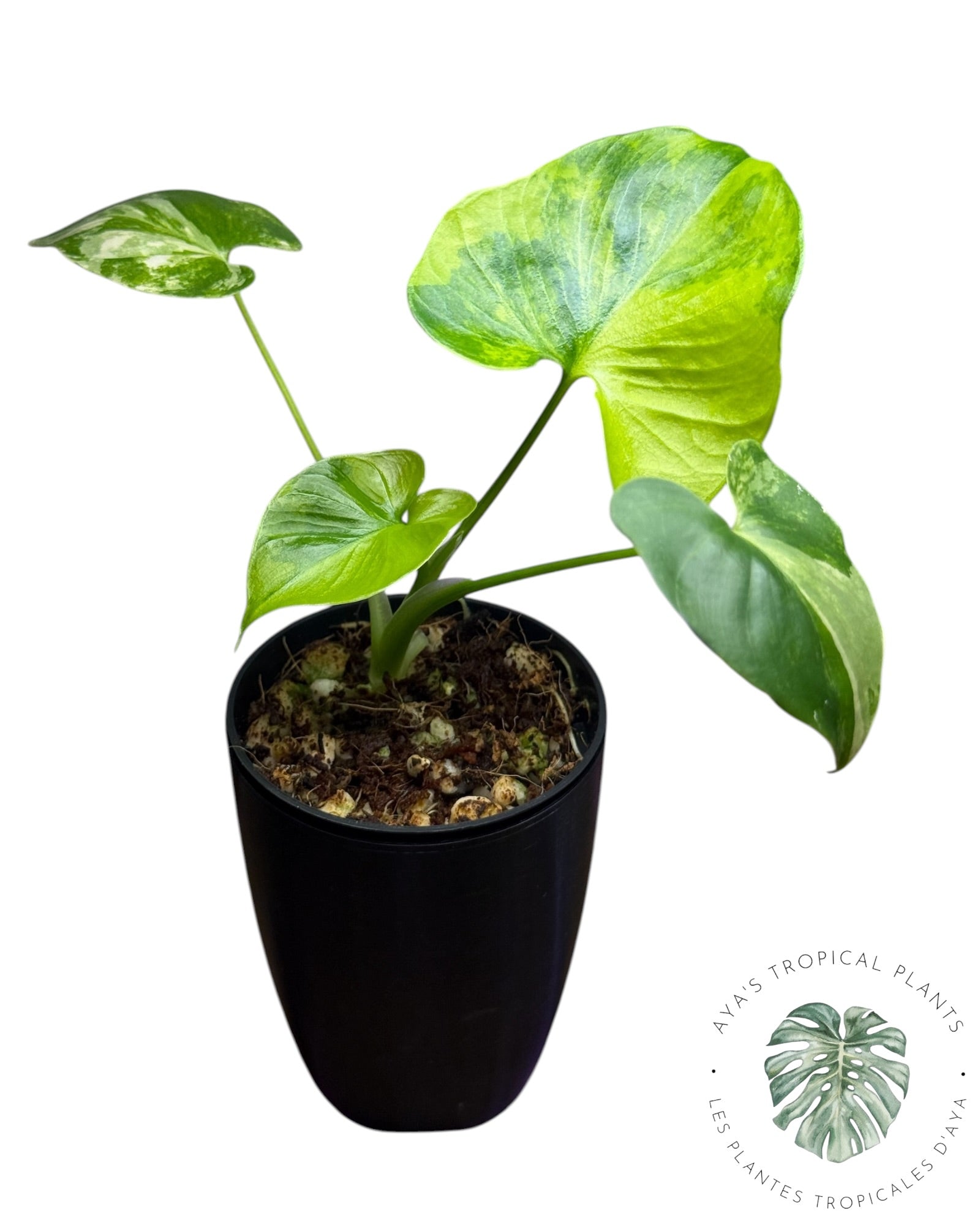 Philodendron Bipinnatifidum Variegated