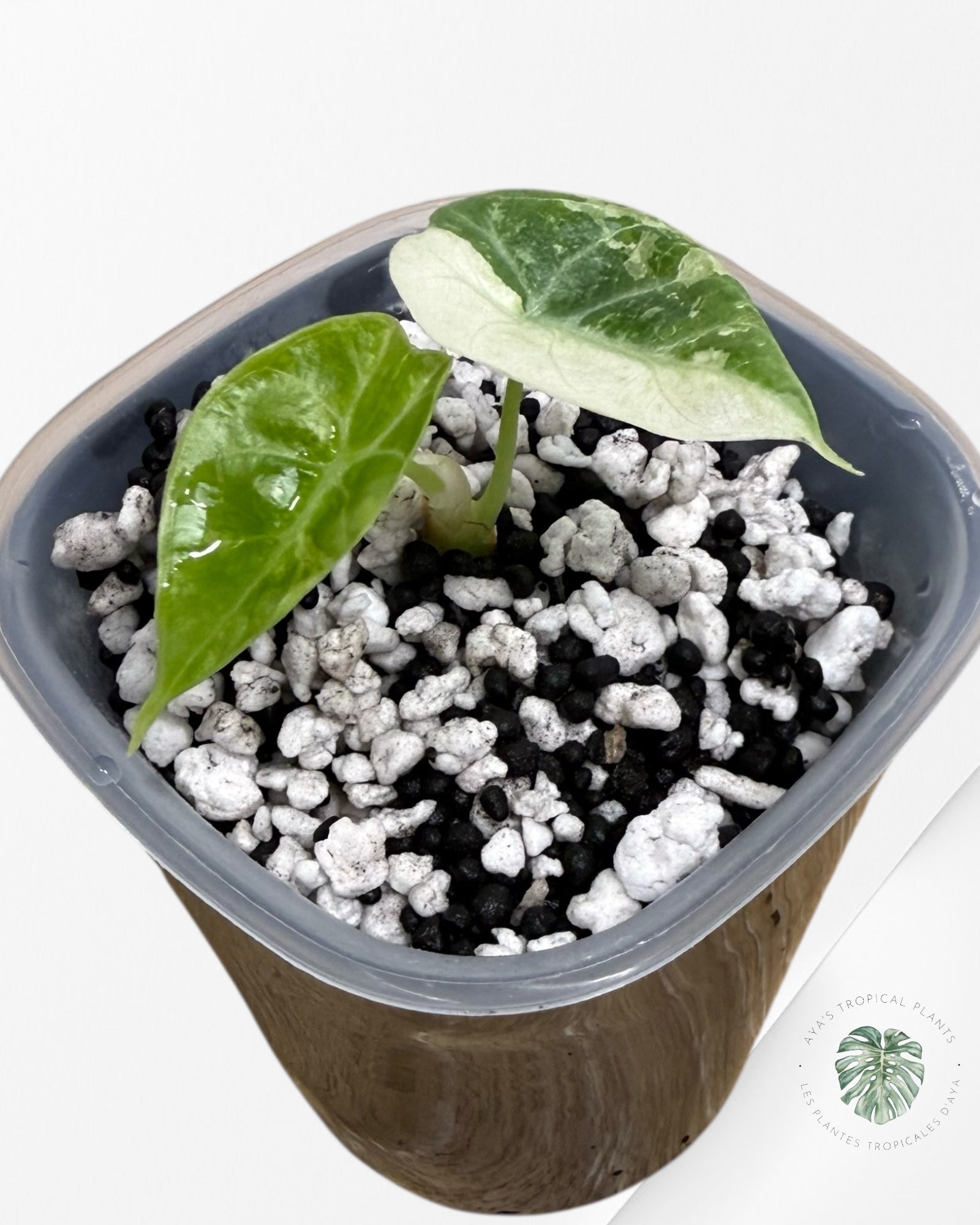 Alocasia Watsoniana Doff. Rose panaché | Plante TC rare | Plantes tropicales d'Aya