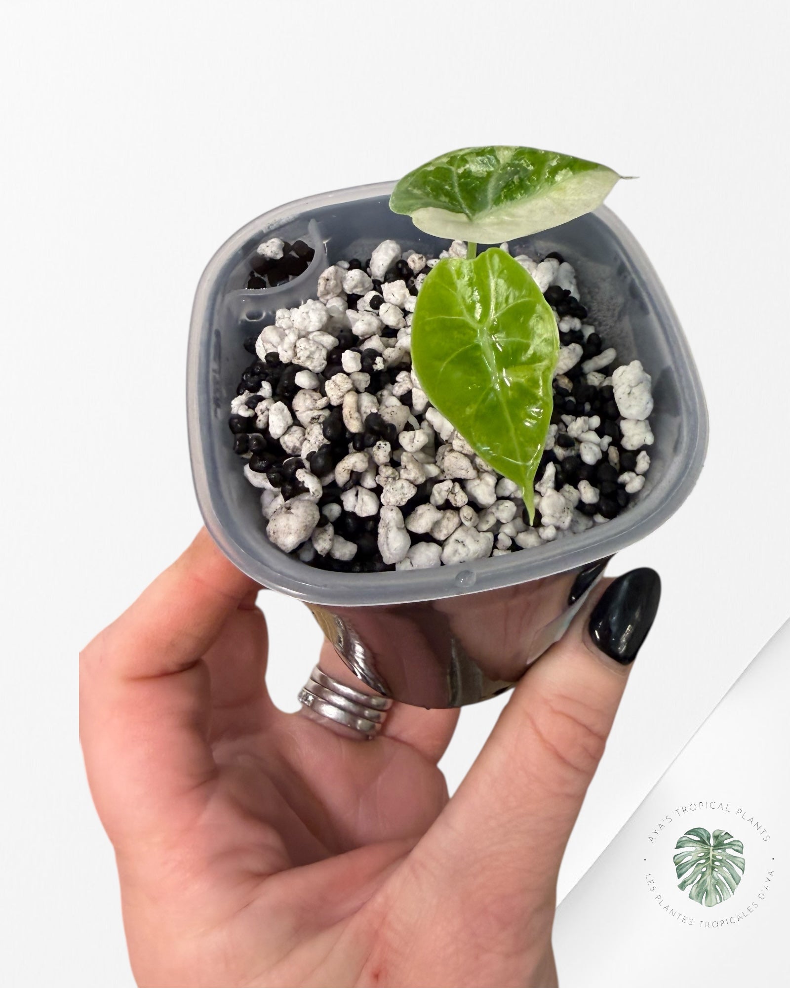 Alocasia Watsoniana Doff. Rose panaché | Plante TC rare | Plantes tropicales d'Aya