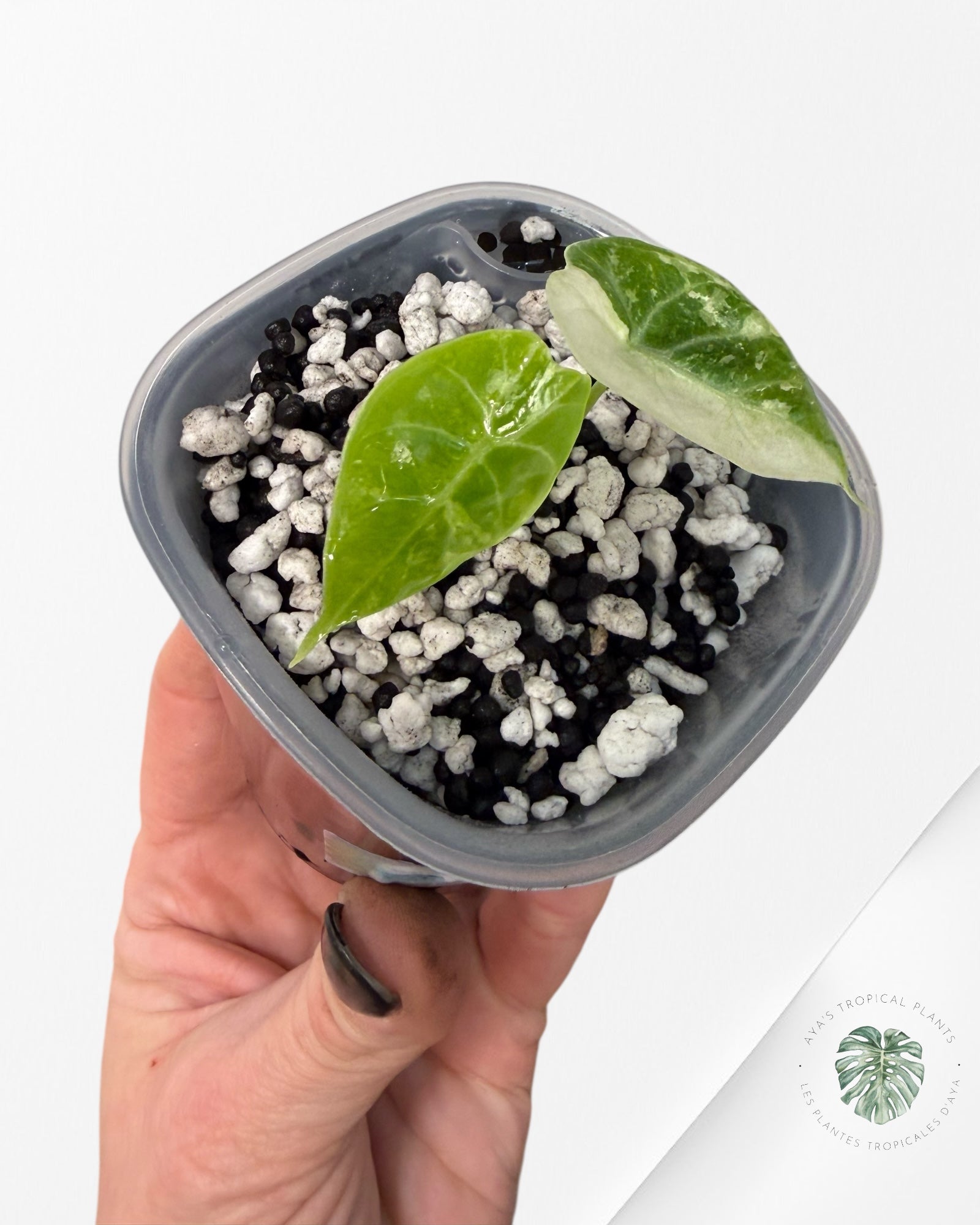 Alocasia Watsoniana Doff. Rose panaché | Plante TC rare | Plantes tropicales d'Aya