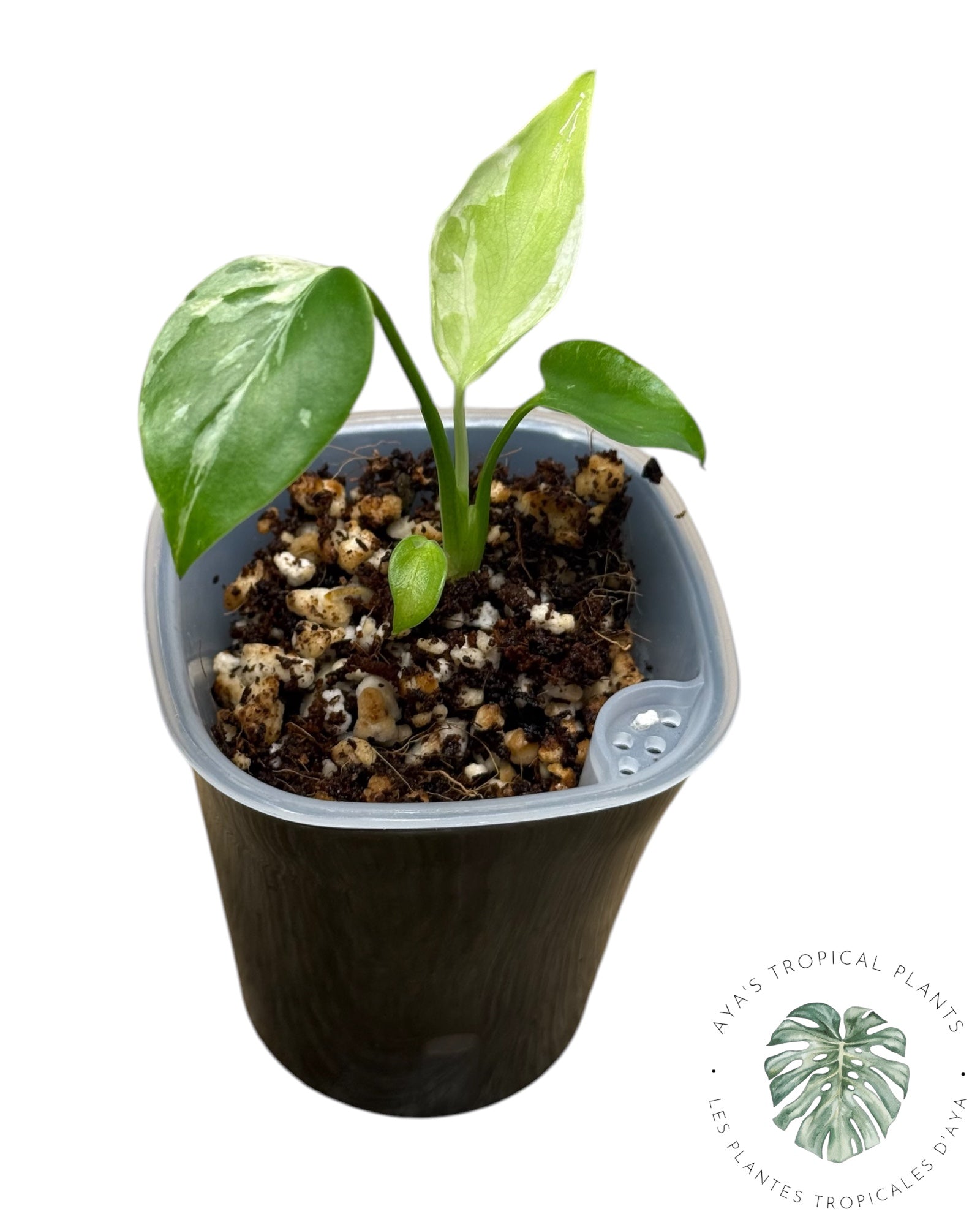 Monstera Deliciosa Bulbasaur