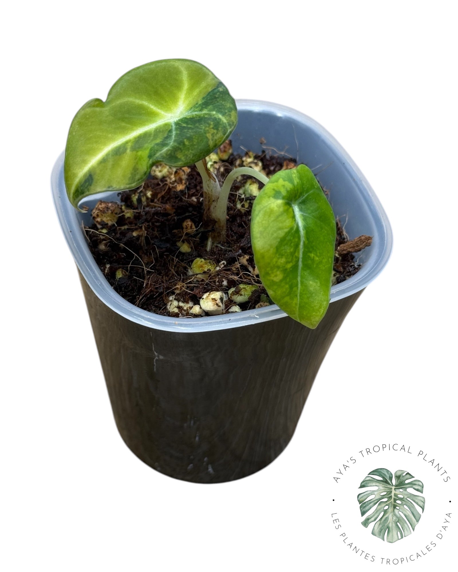 Alocasia Black Velvet Aurea Variegated