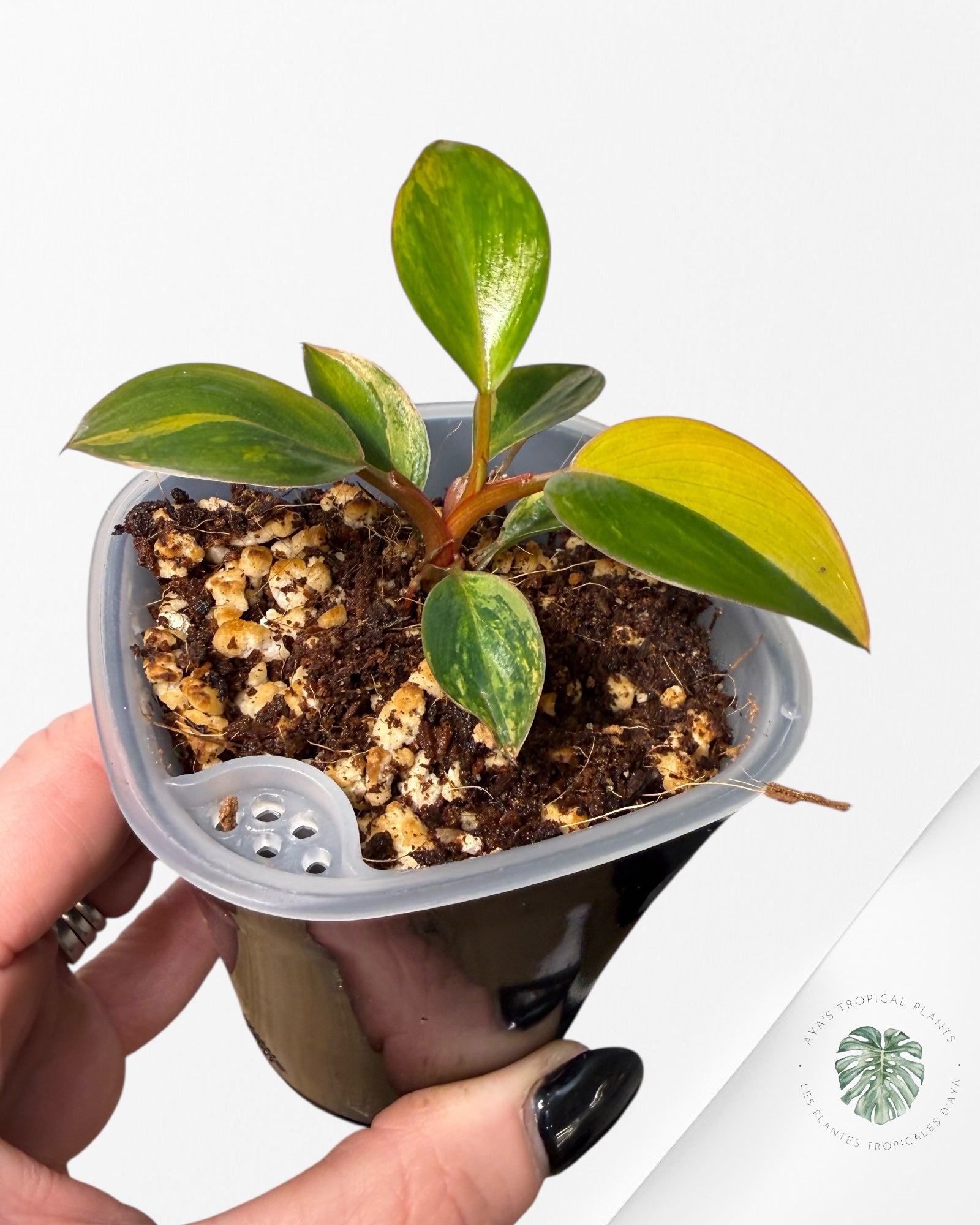 Philodendron Red Congo| Rare TC Plant | Aya's Tropical Plants