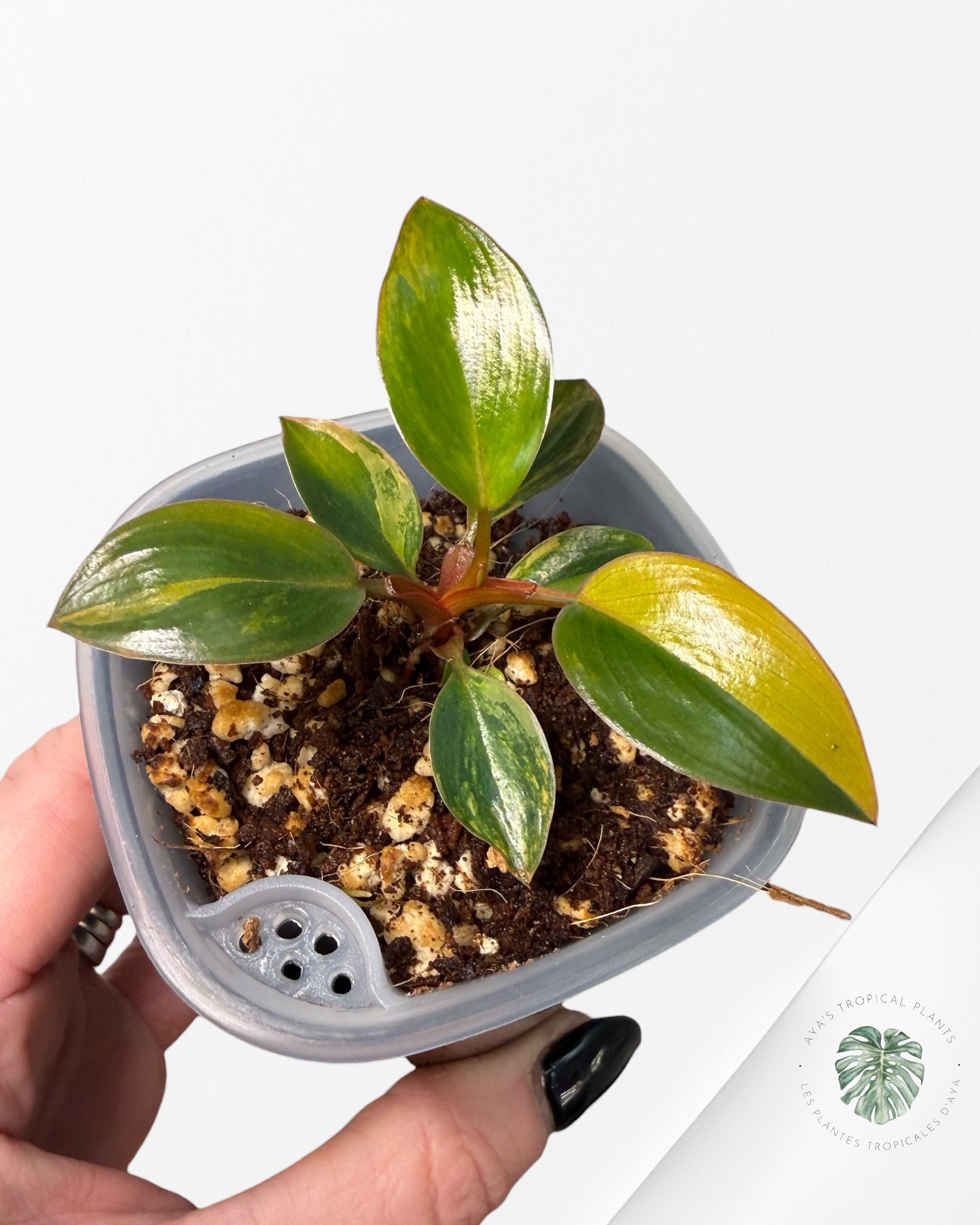 Philodendron Red Congo| Rare TC Plant | Aya's Tropical Plants