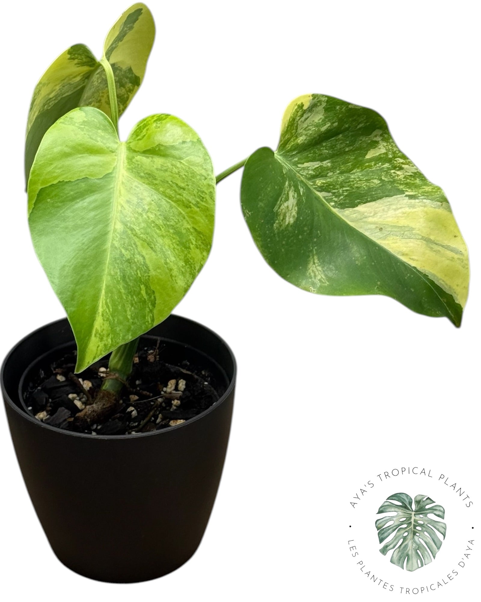 Monstera Deliciosa Pom Pom