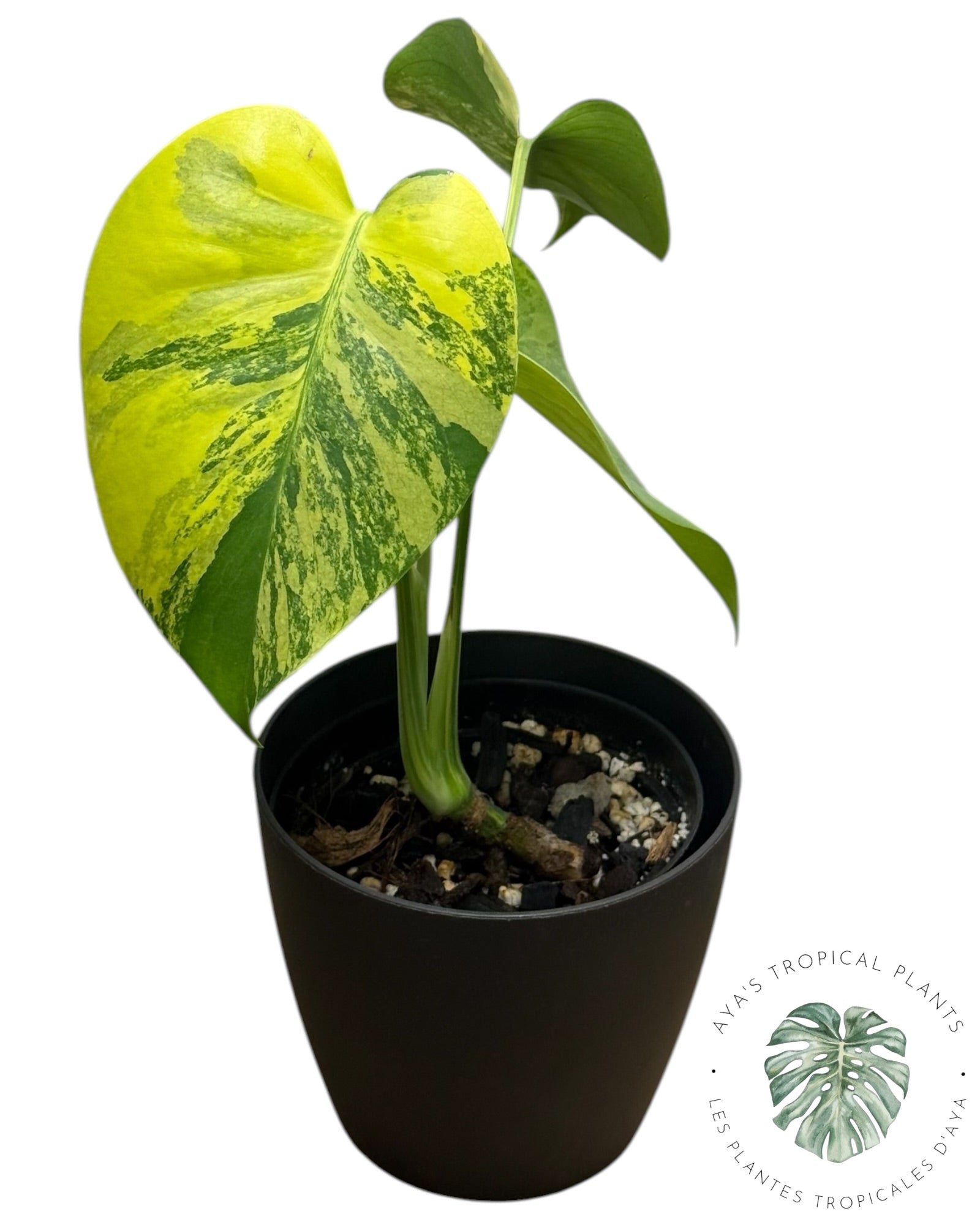 Monstera Deliciosa Pom Pom