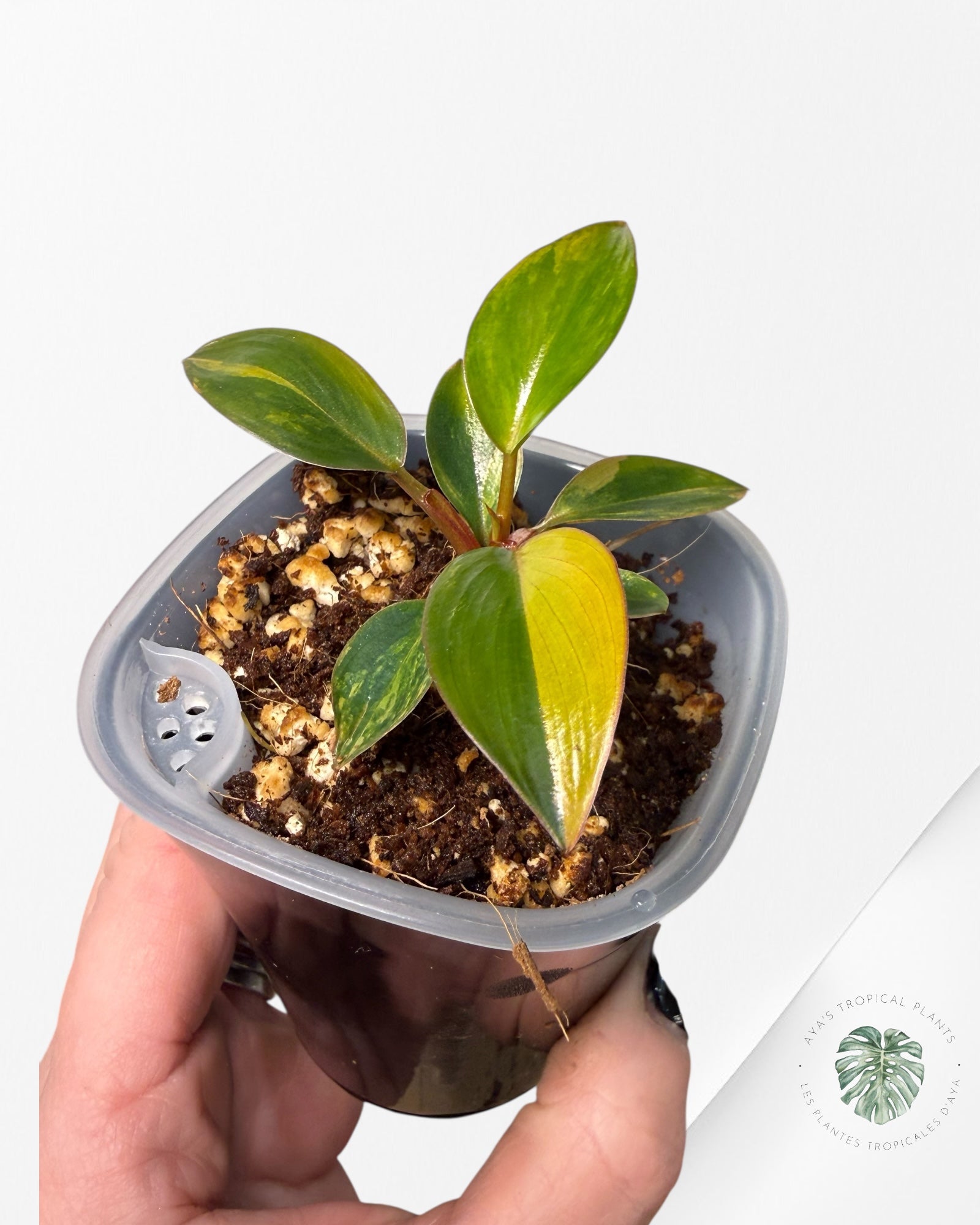 Philodendron rouge du Congo | Plante rare cultivée en culture tropicale | Plantes tropicales d'Aya