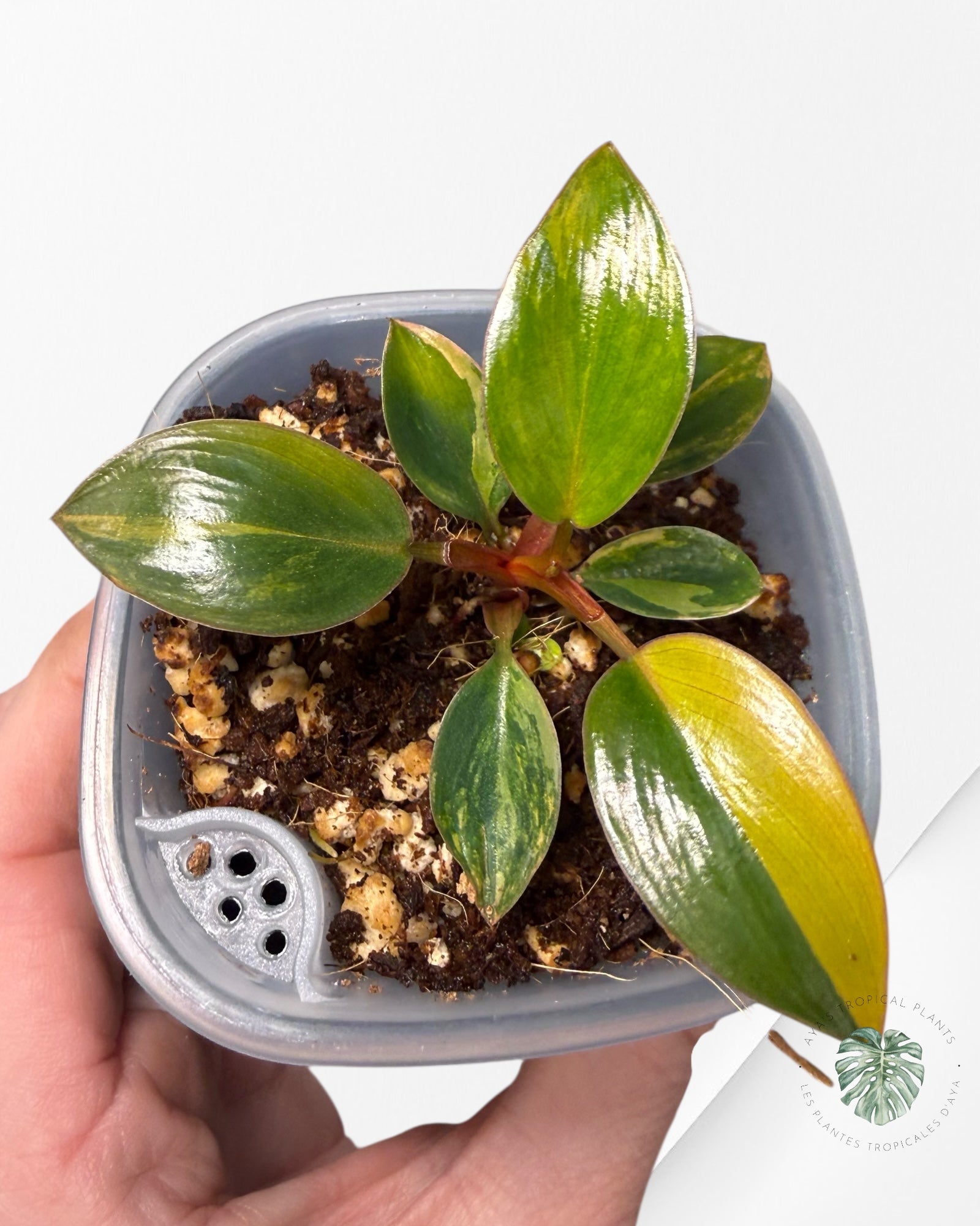 Philodendron Red Congo| Rare TC Plant | Aya's Tropical Plants