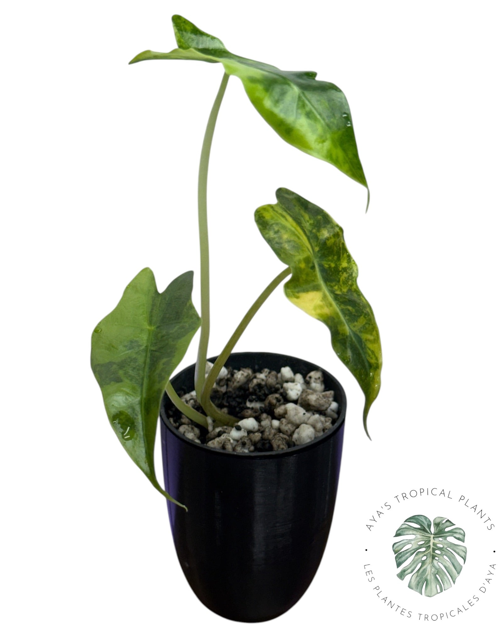 Alocasia Sanderiana ‘Bull’ Aurea Variégata