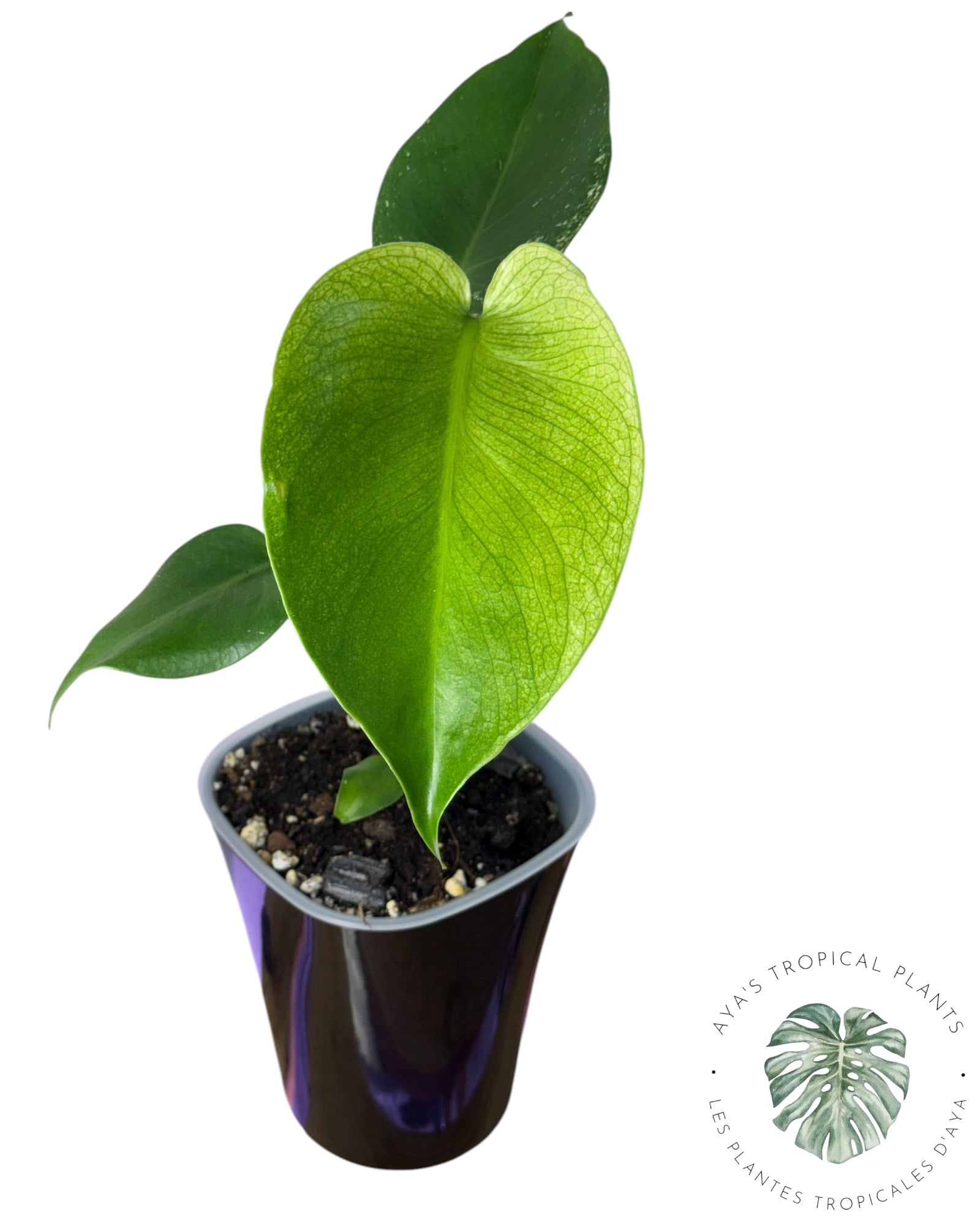 Monstera Deliciosa 'Devil Monster'