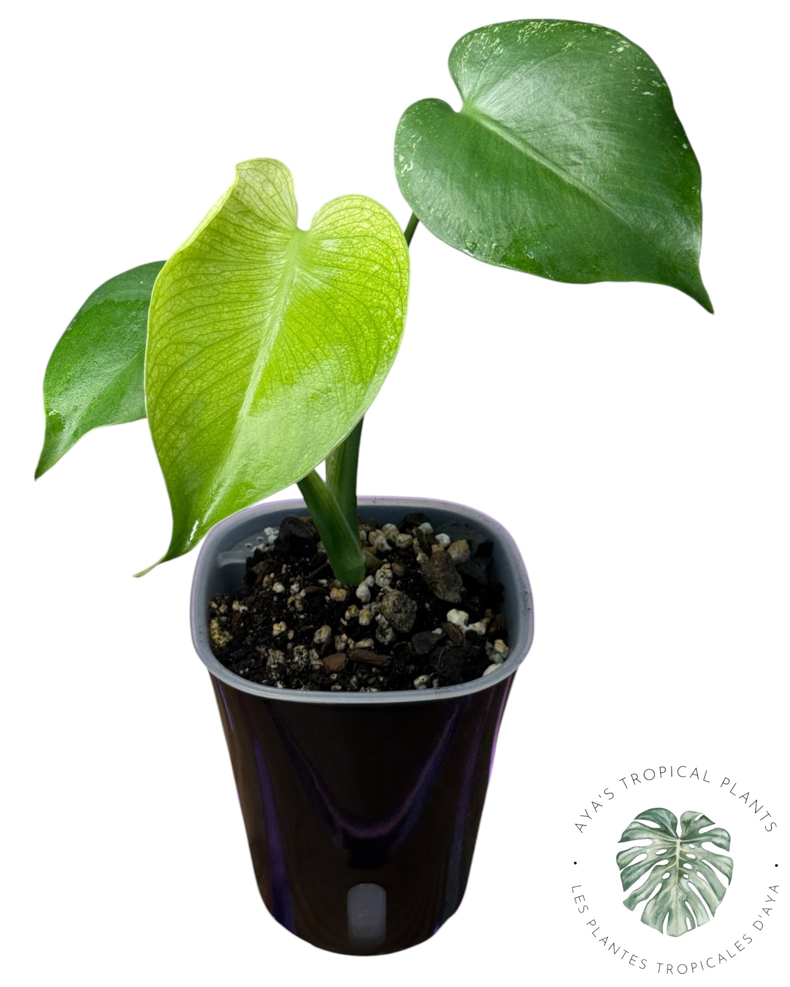 Monstera Deliciosa 'Devil Monster'