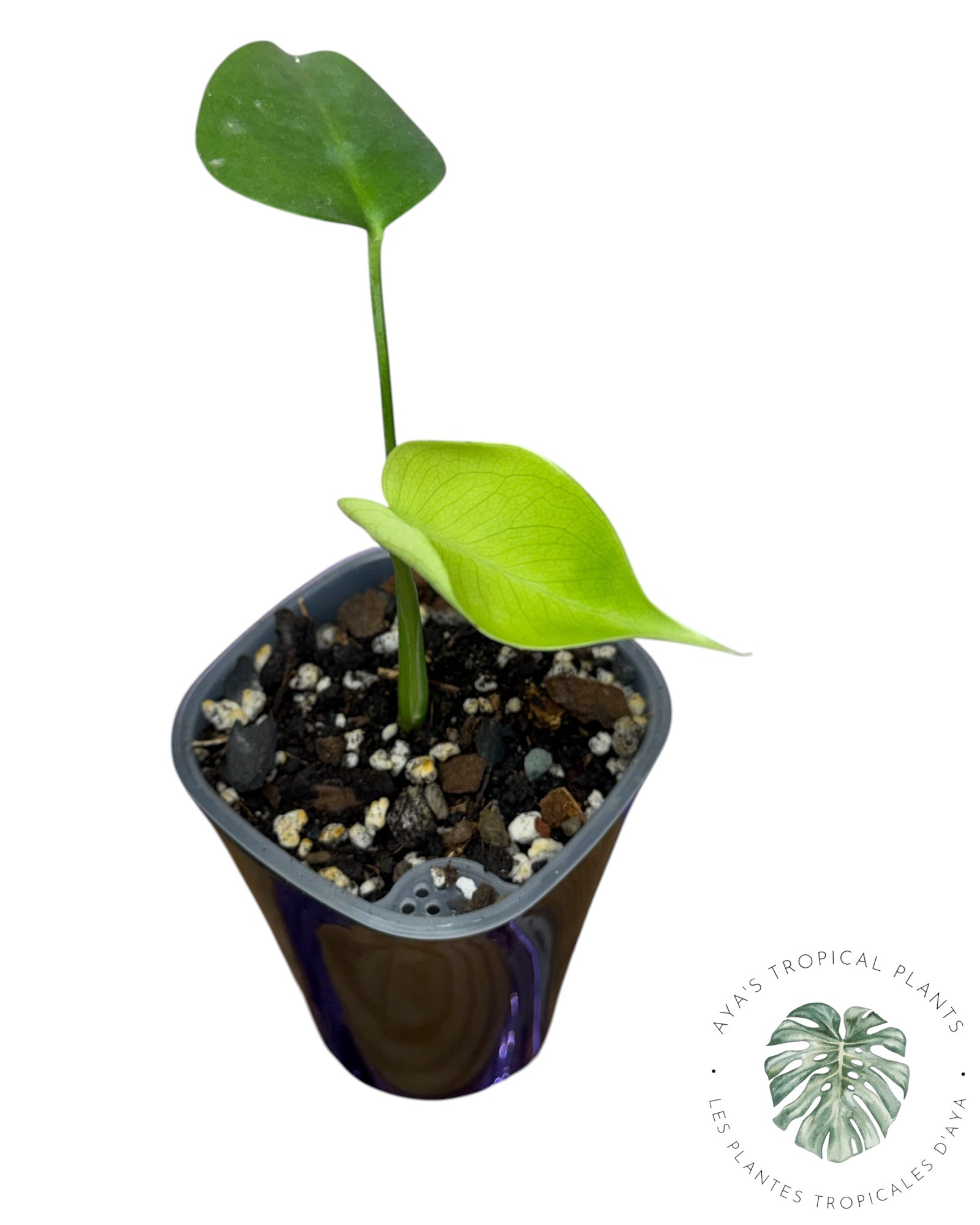 Monstera Deliciosa 'Monstre du Diable'