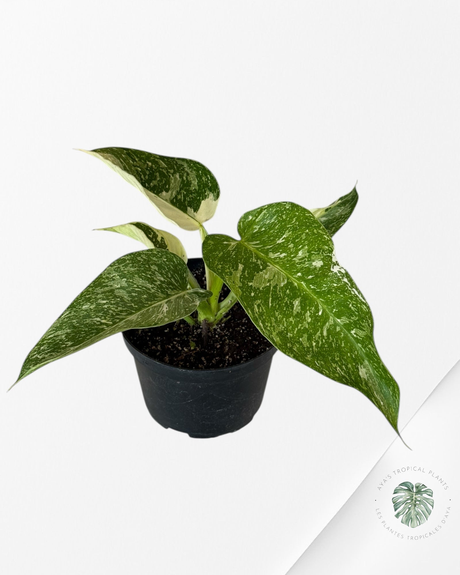 Philodendron Jose Buono - 102