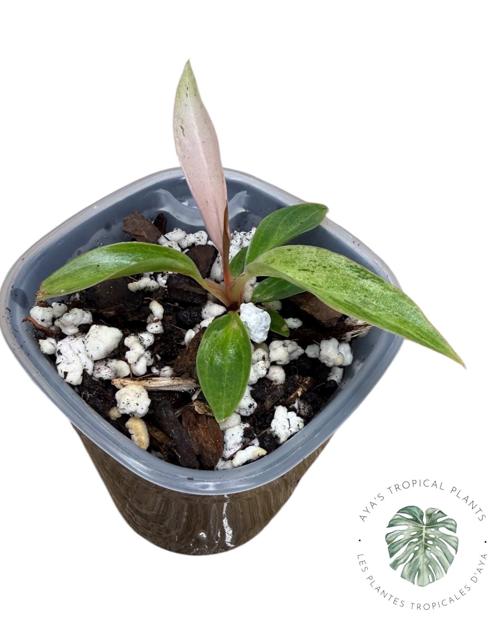 Philodendron Strawberry Caramel Variegated