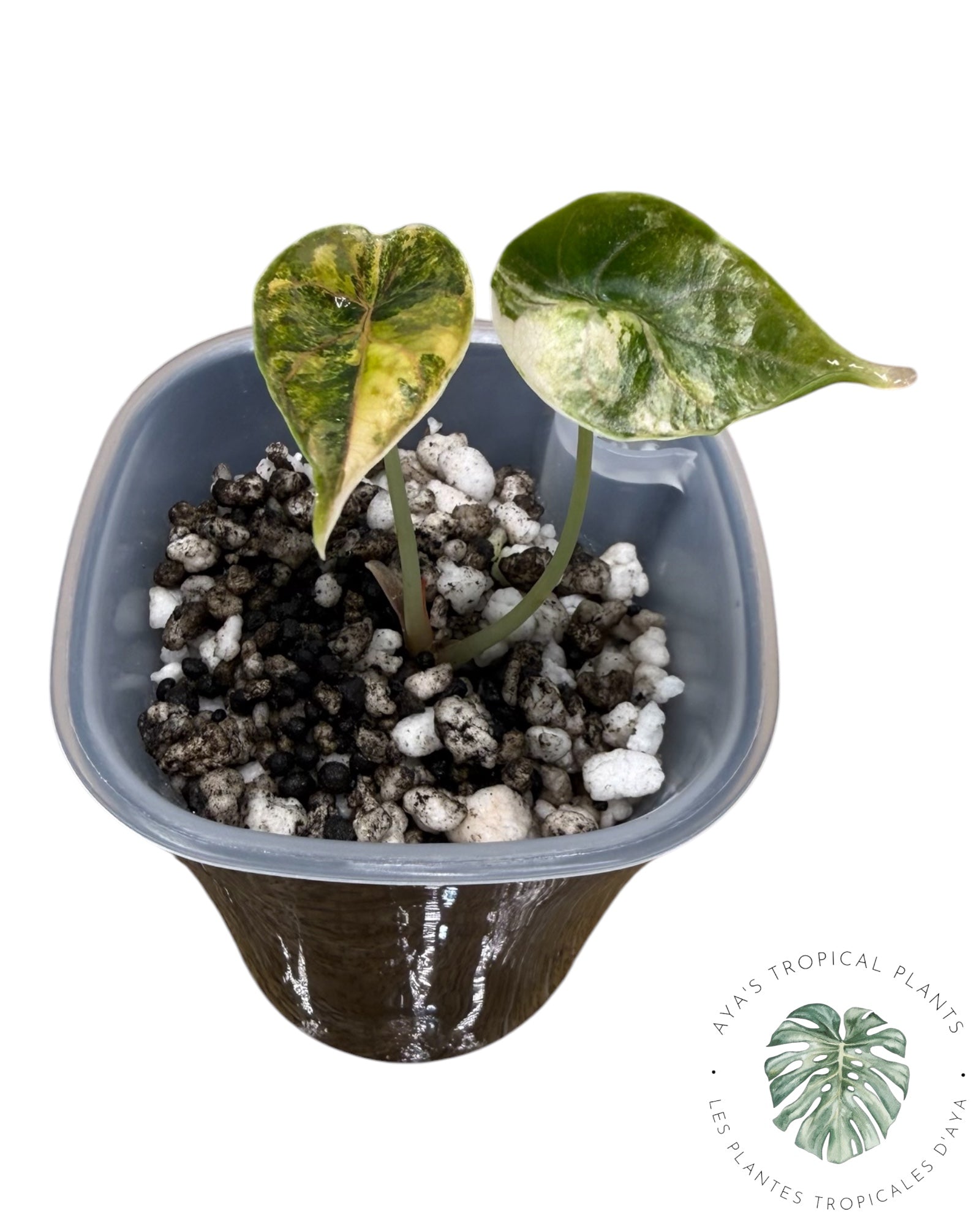 Alocasia Azlanii Aurea Variegated