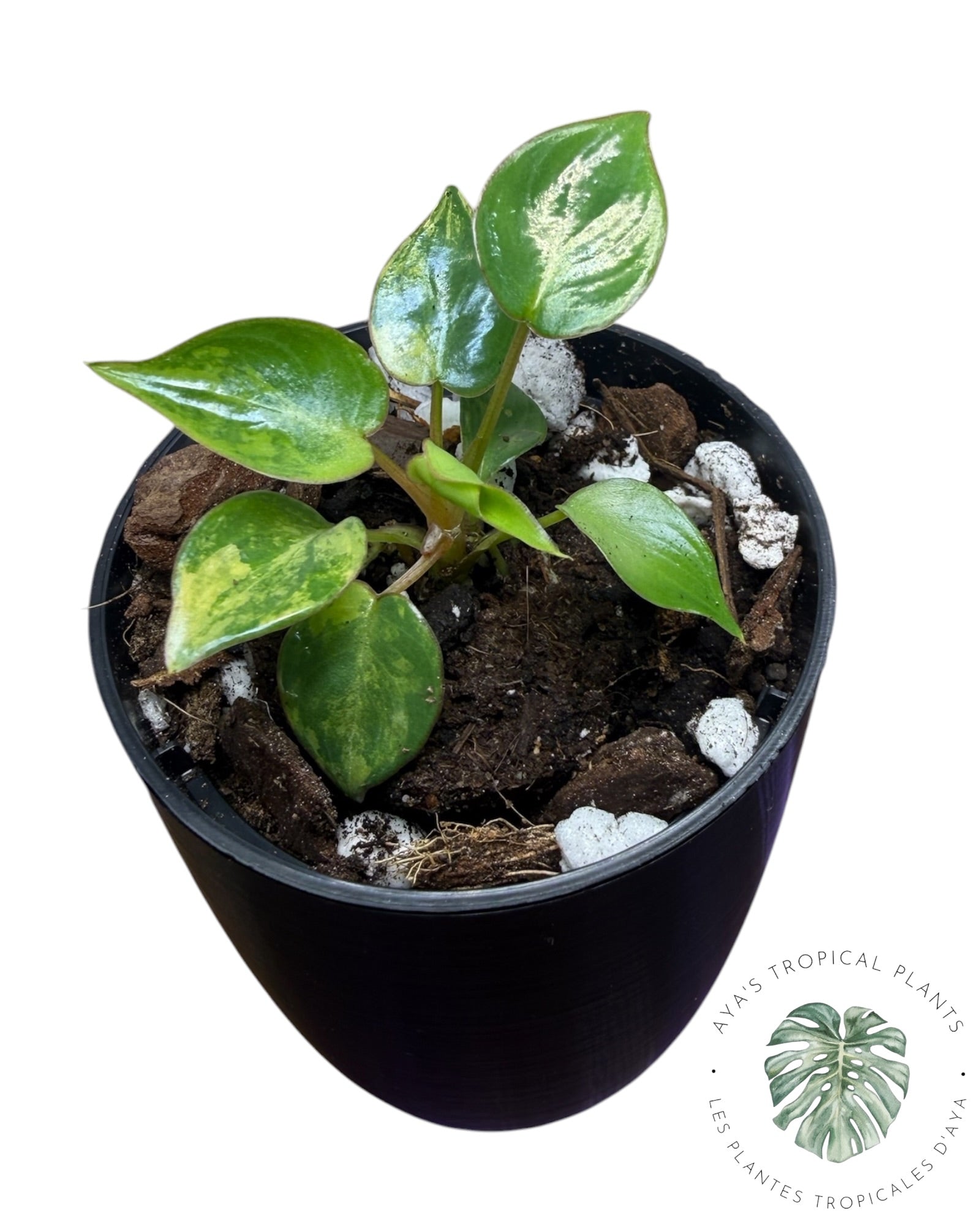Philodendron Billietiae Variegated