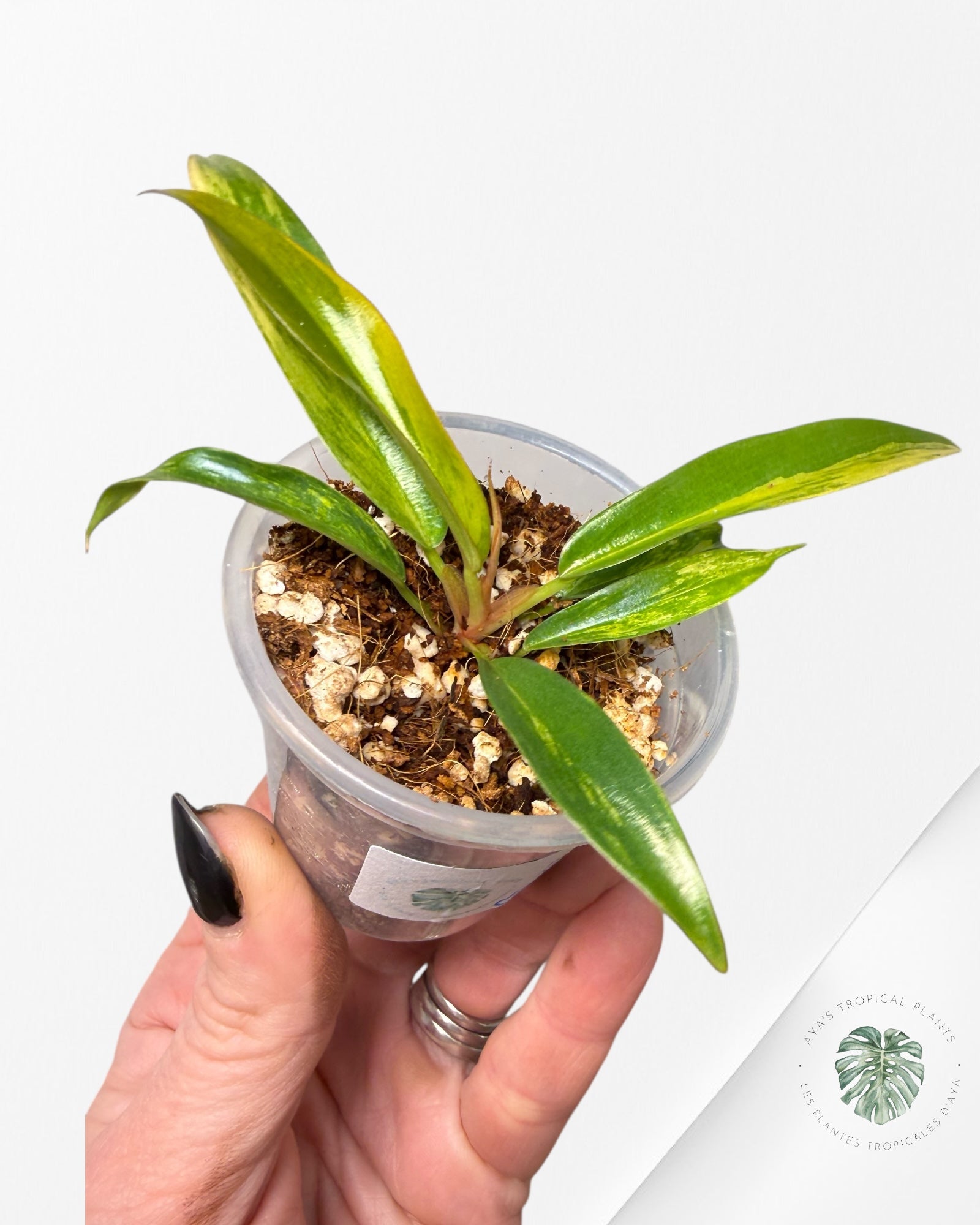 Philodendron Caramel Marble| Rare TC Plant | Aya's Tropical Plants
