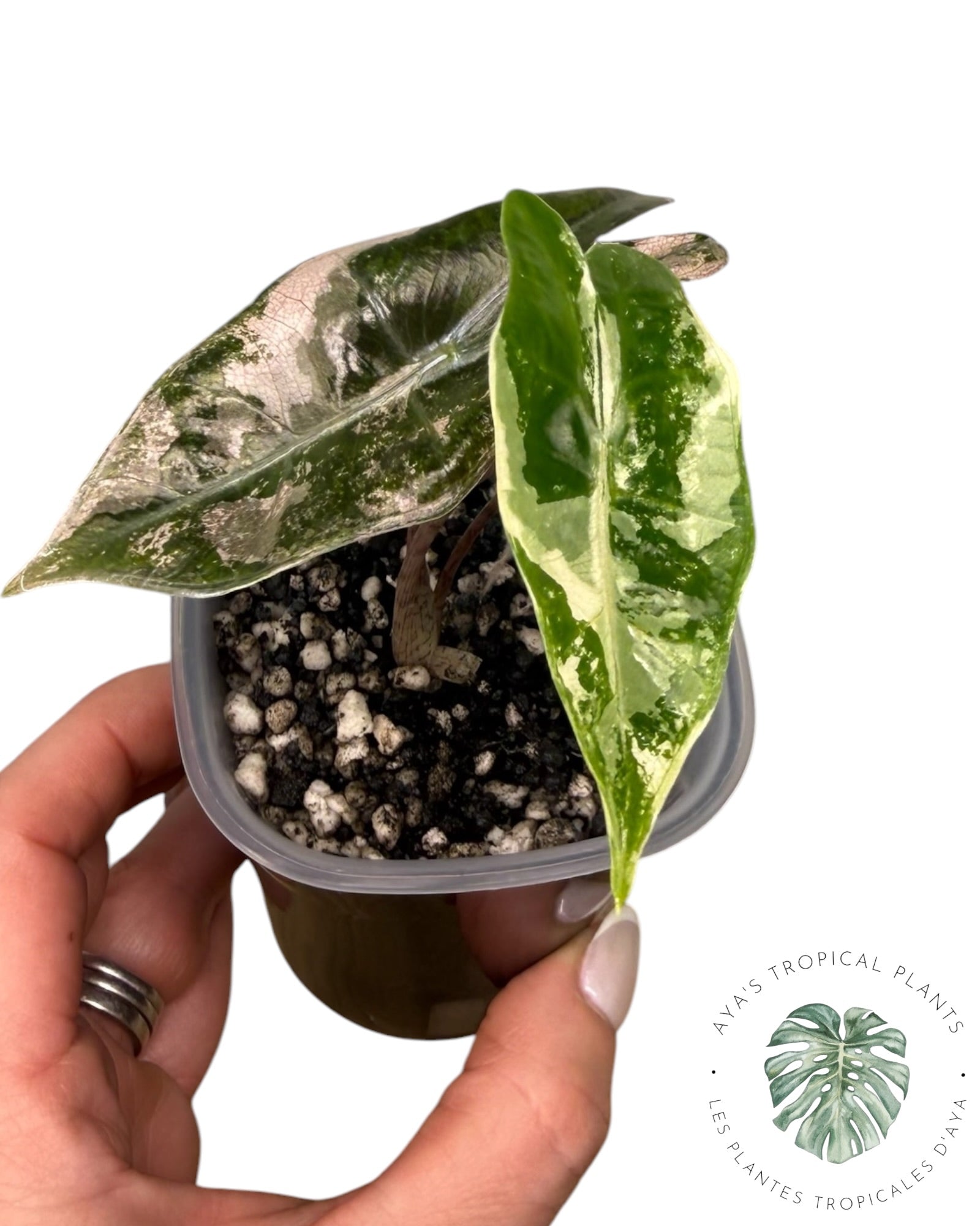 Alocasia Pseudo-Sanderiana Pink Variegated