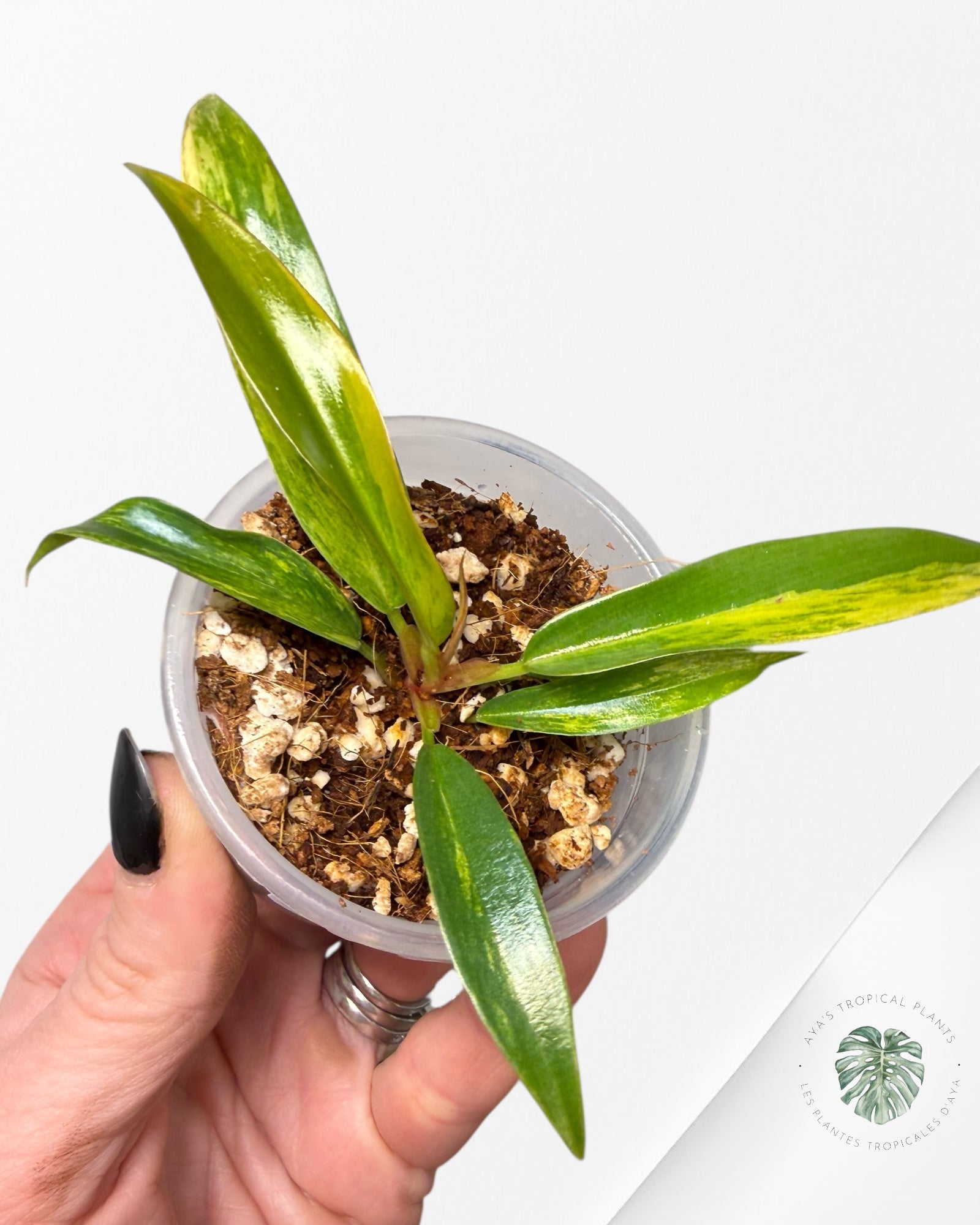 Philodendron Caramel Marble| Rare TC Plant | Aya's Tropical Plants