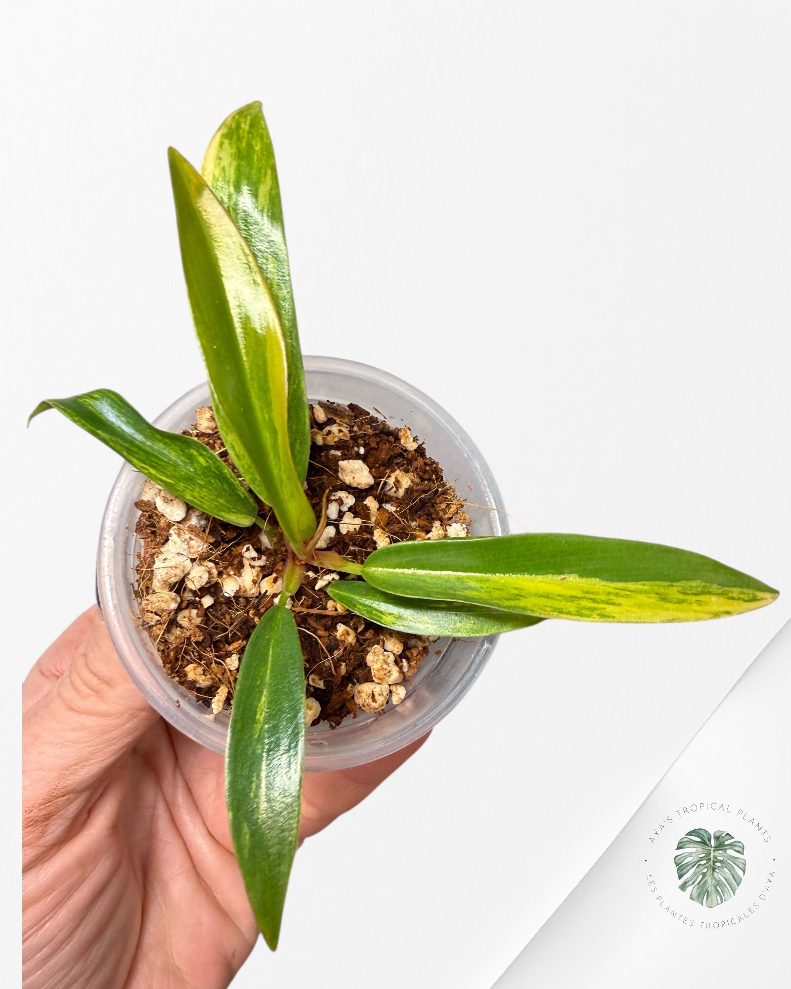 Philodendron Caramel Marble| Rare TC Plant | Aya's Tropical Plants