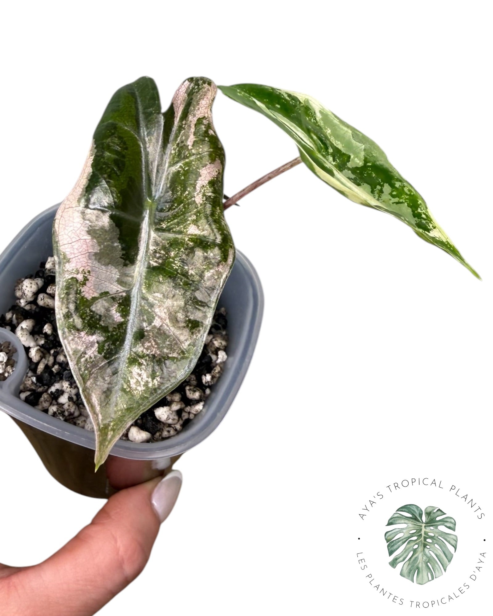 Alocasia Pseudo-Sanderiana Pink Variegated