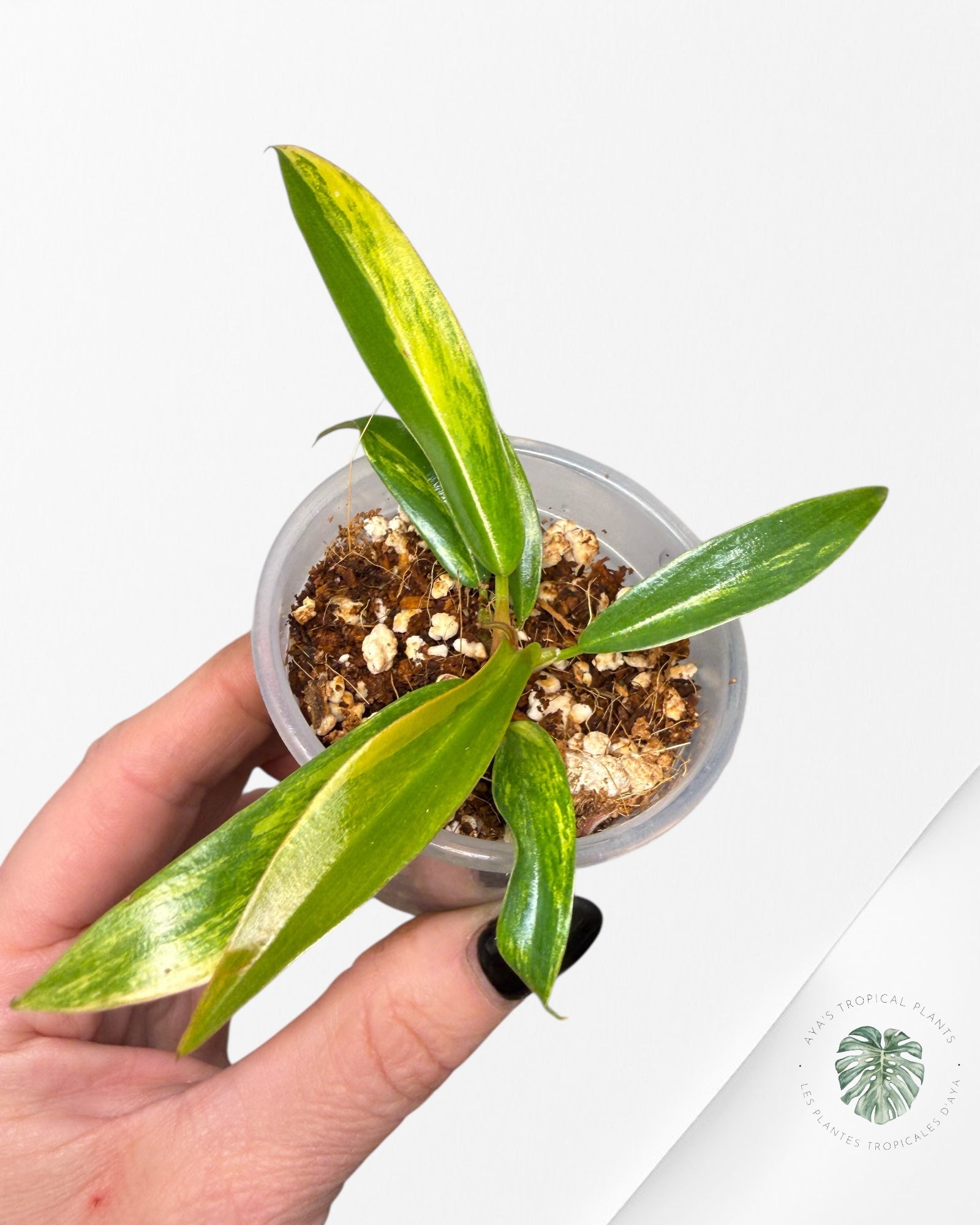 Philodendron Caramel Marble| Rare TC Plant | Aya's Tropical Plants