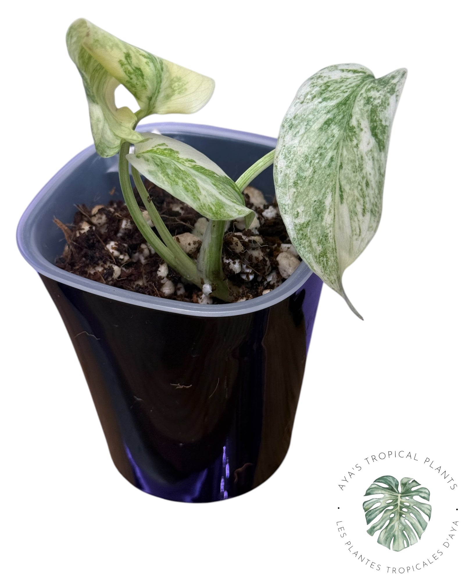 Héritage du Monstera Deliciosa