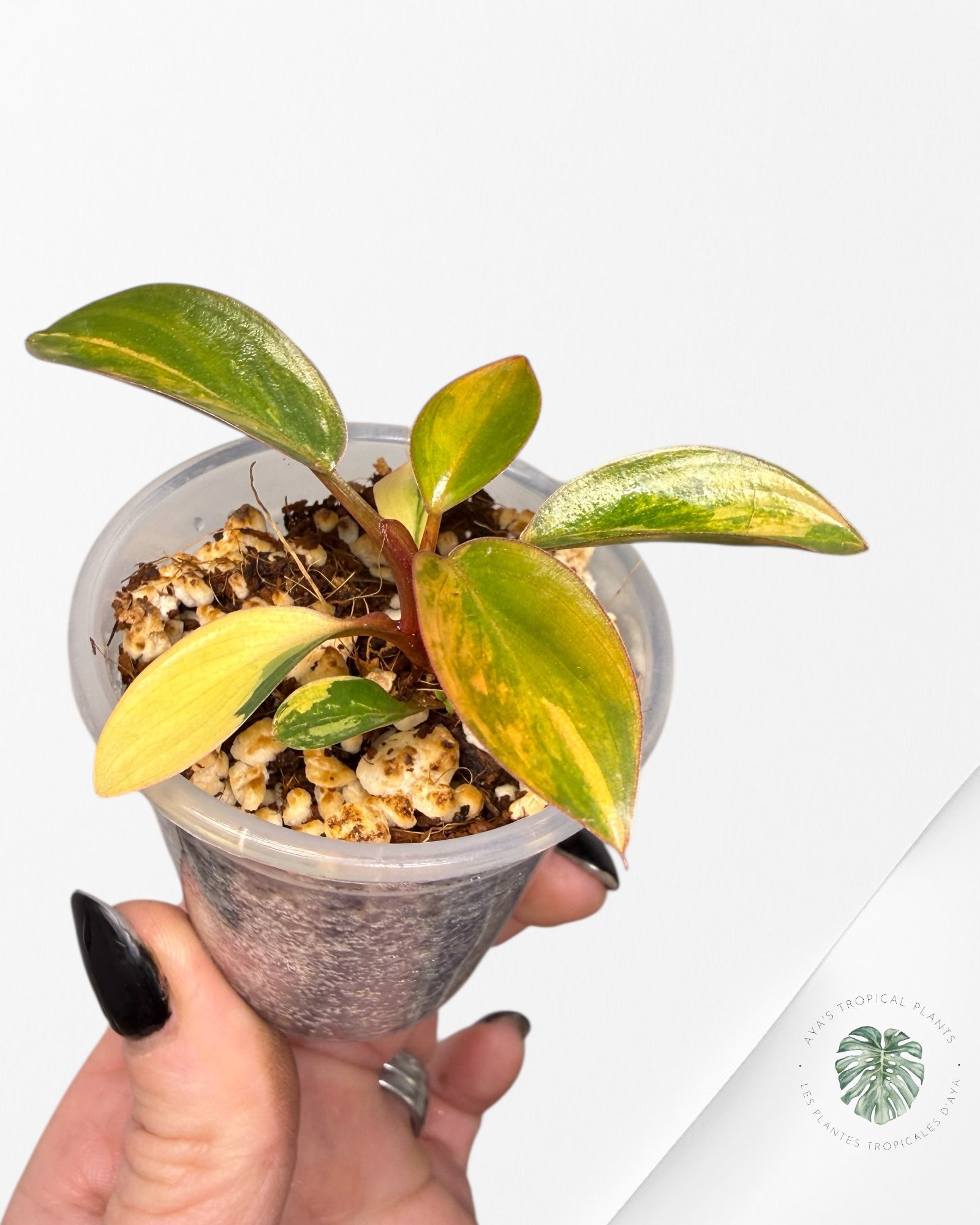 Philodendron rouge du Congo | Plante rare cultivée en culture tropicale | Plantes tropicales d'Aya