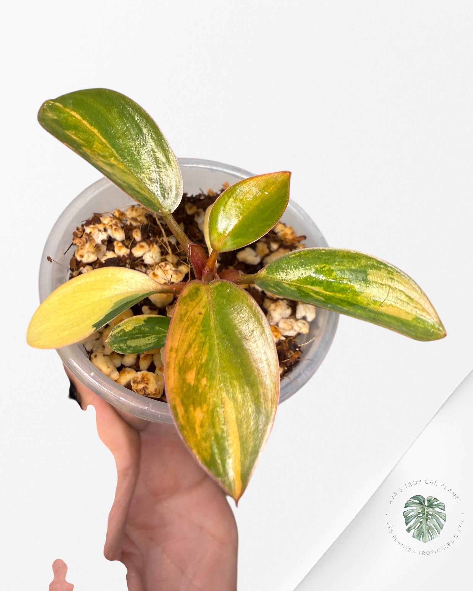 Philodendron Red Congo| Rare TC Plant | Aya's Tropical Plants