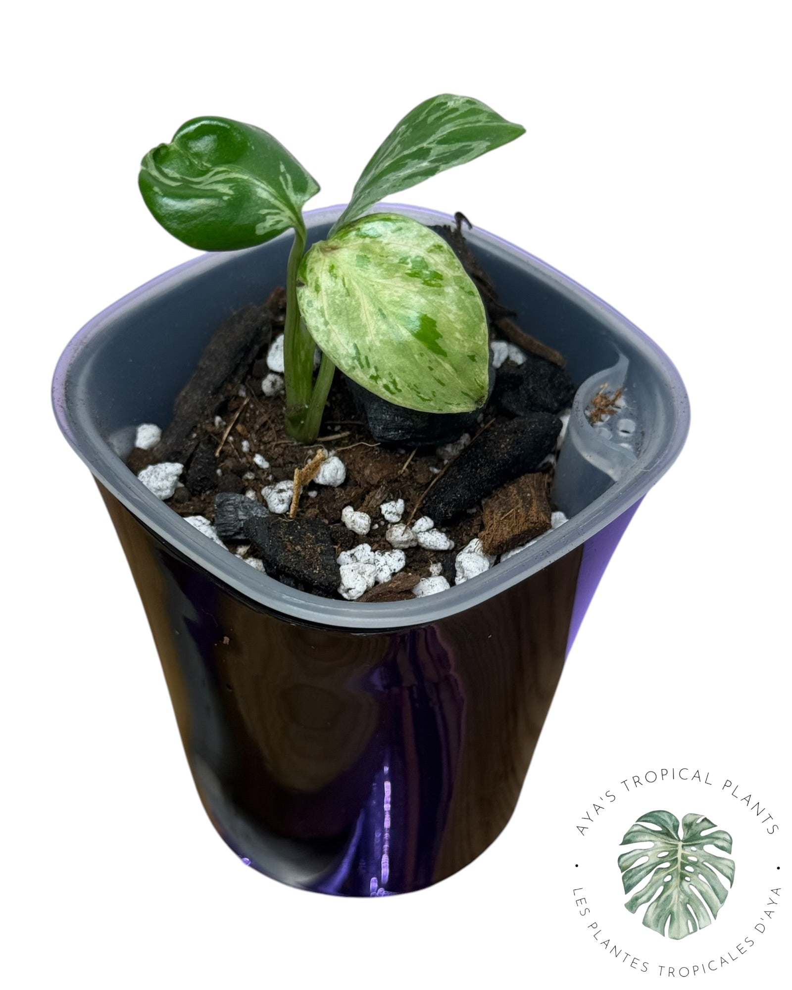 Bulbizarre Monstera Deliciosa
