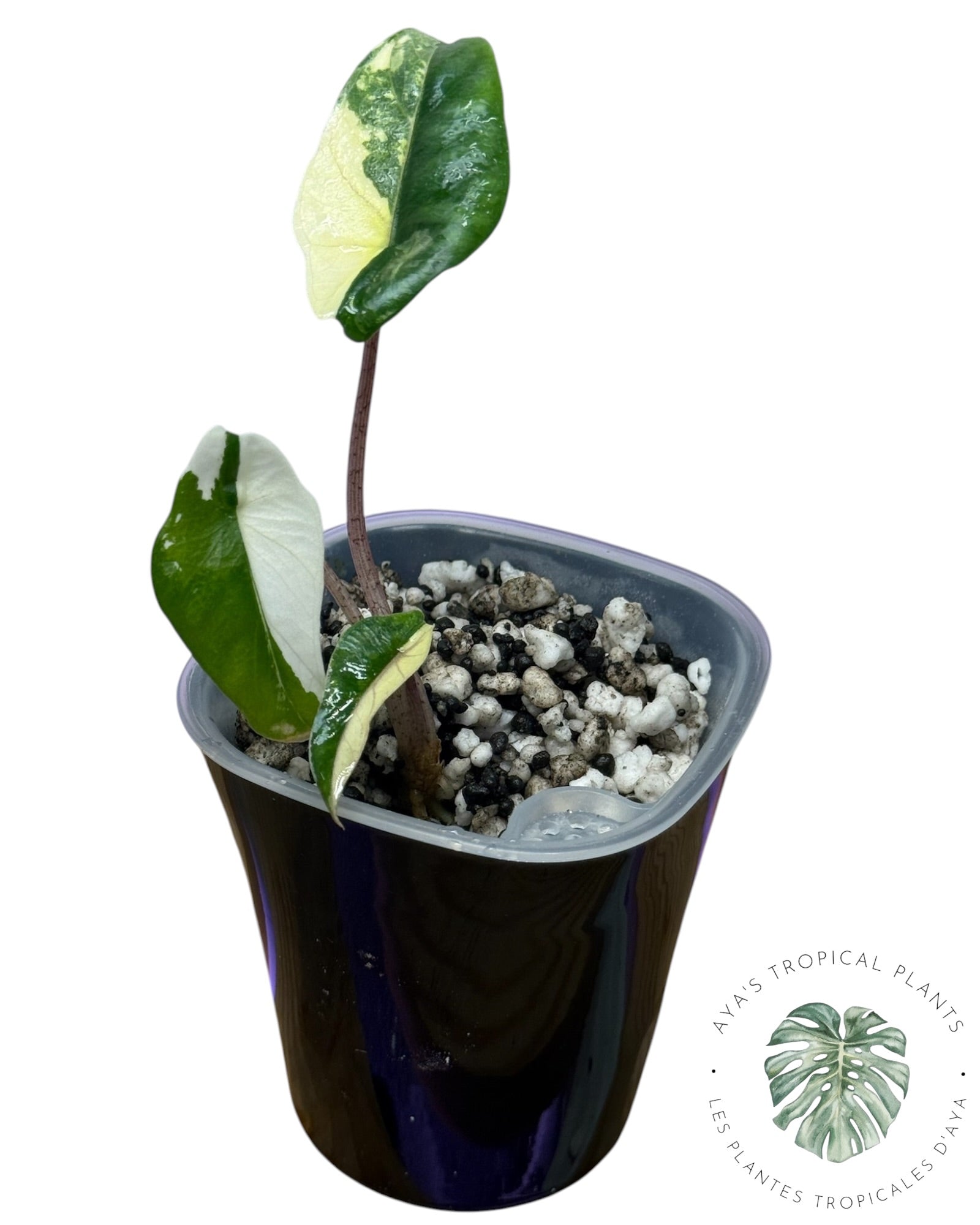 Alocasia Heterophylla Metallic Blue Albo