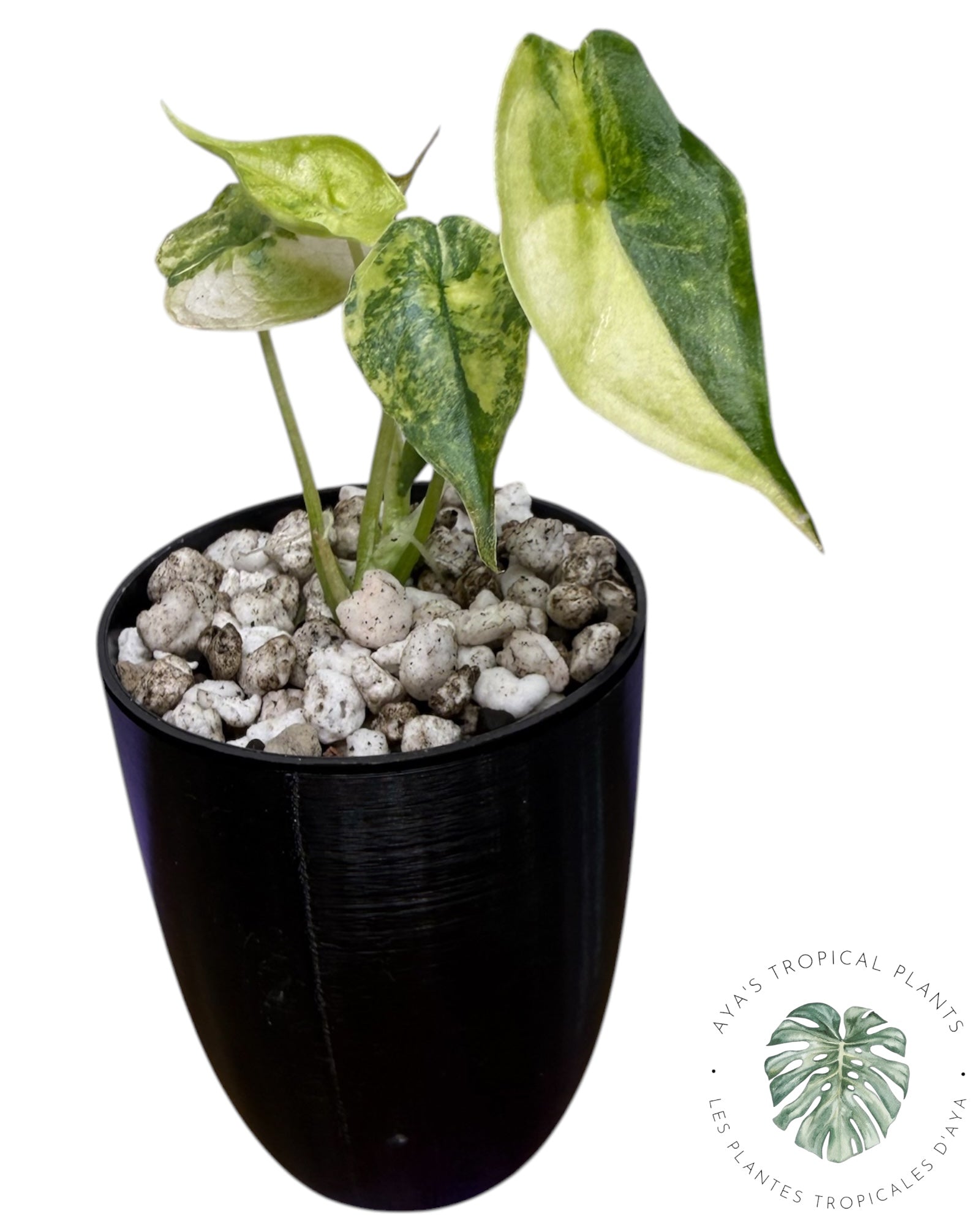 Alocasia Heterophylla "Dragons Breath" Aurea Variegated