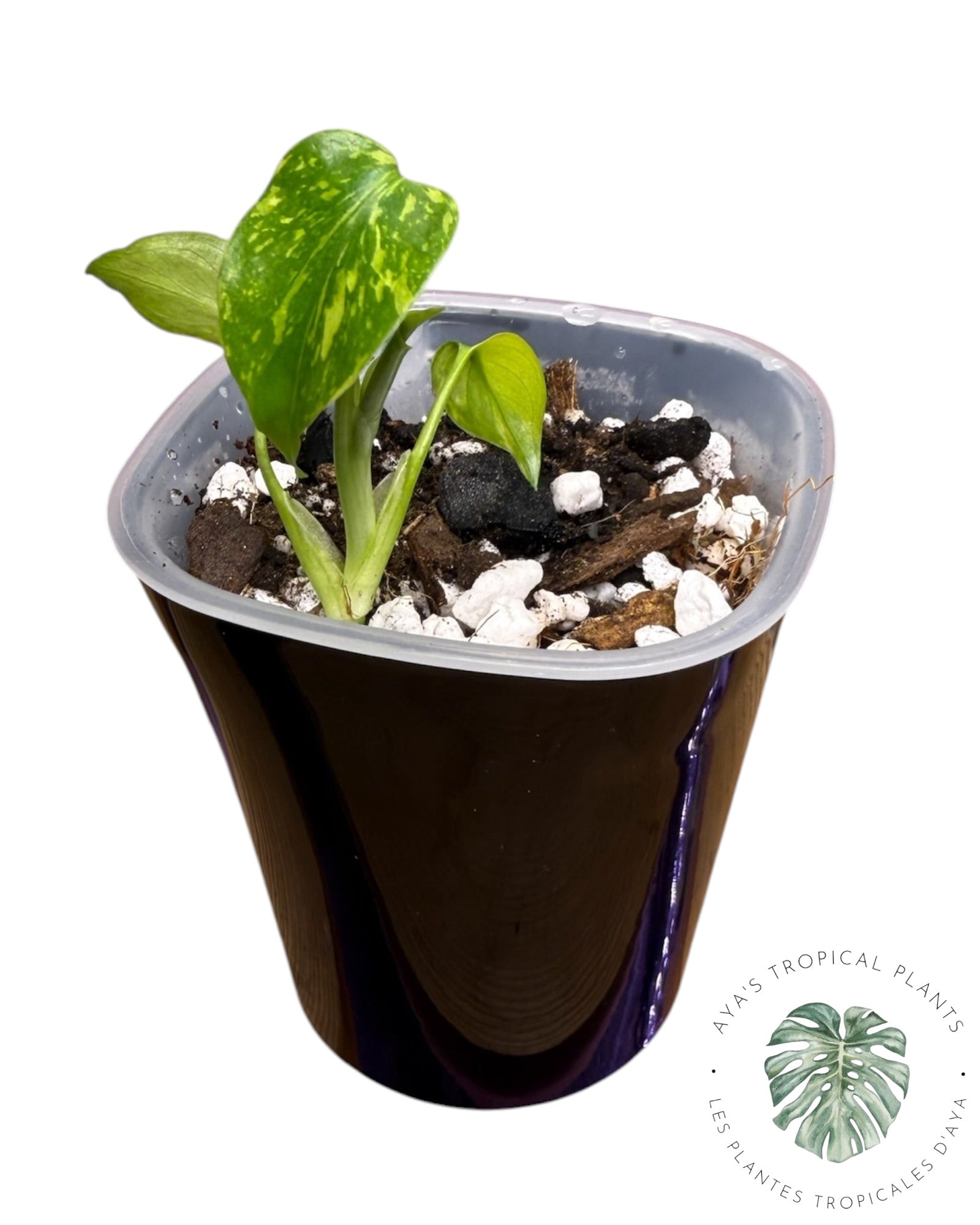 Monstera Deliciosa Electrolyte KING