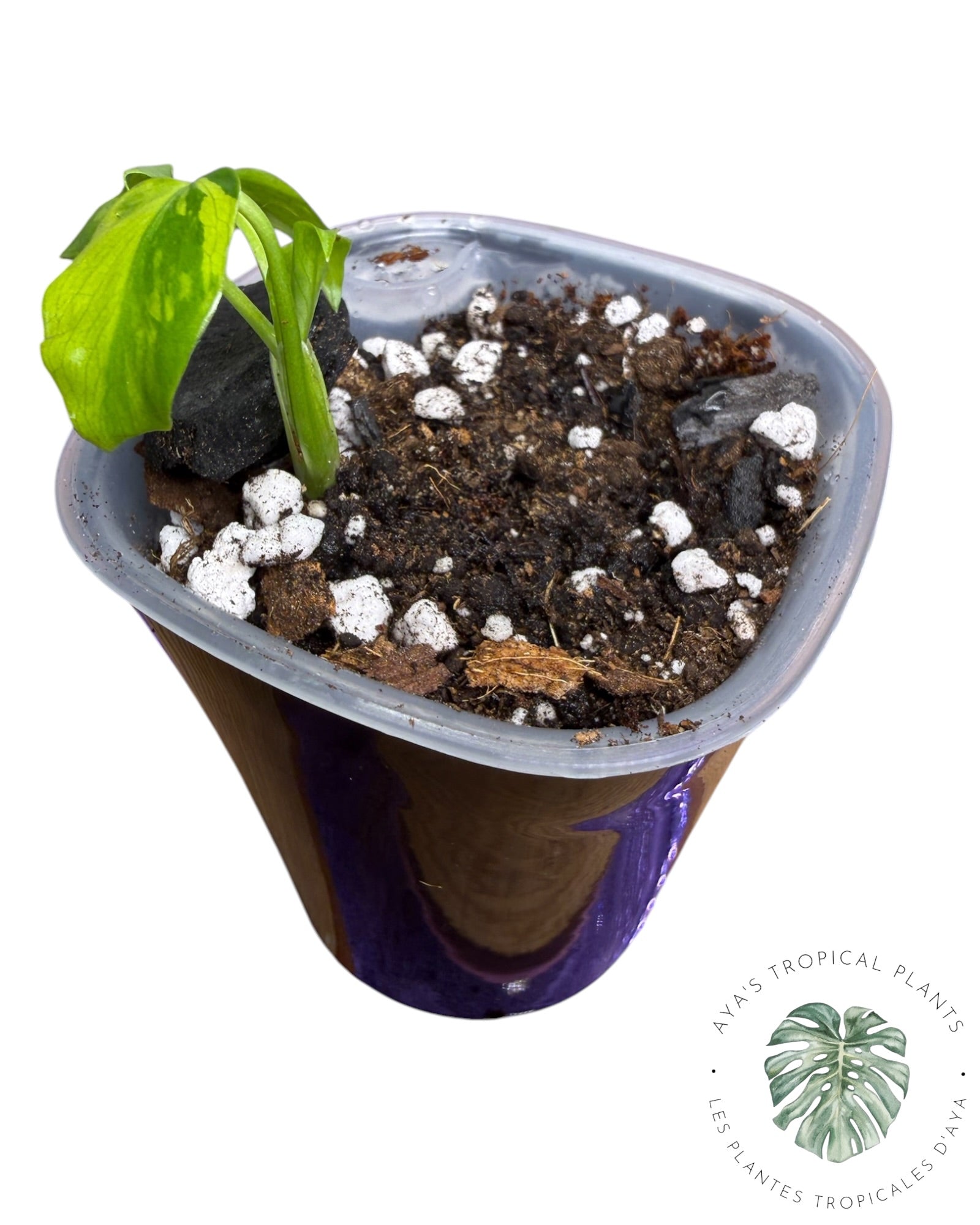 Monstera Deliciosa Electrolyte KING