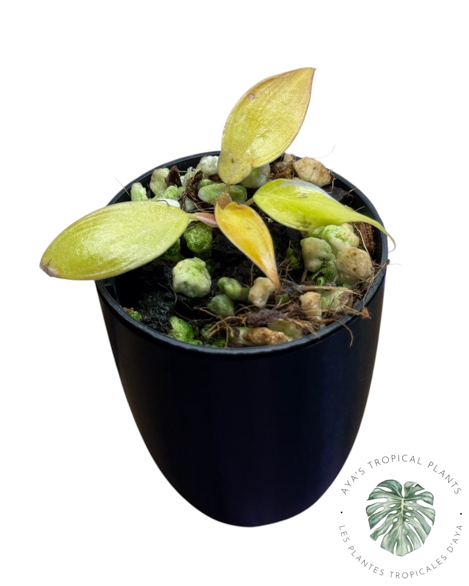 Philodendron Persimmon Princess