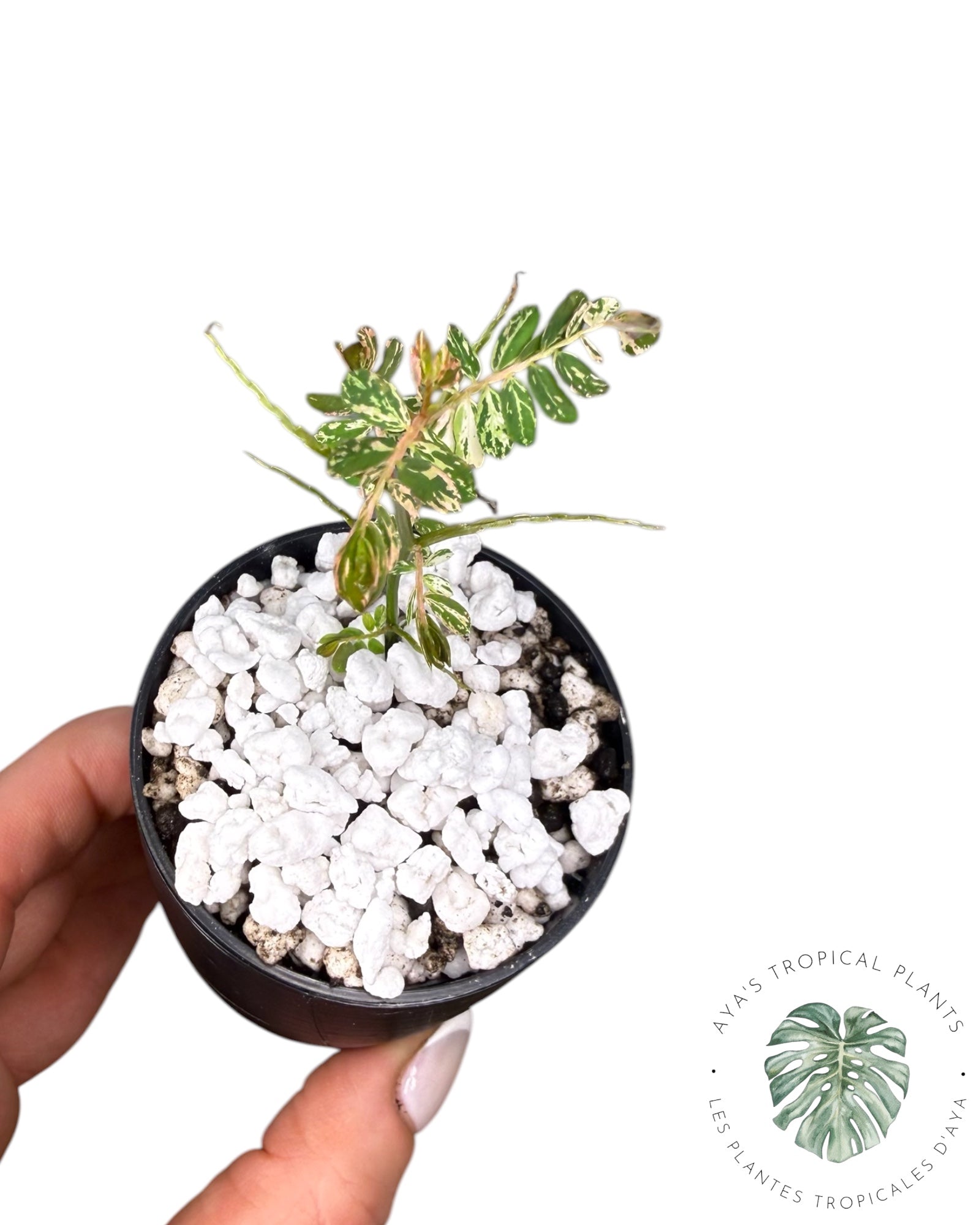 Phyllanthus urinaria 'Pink Variegated