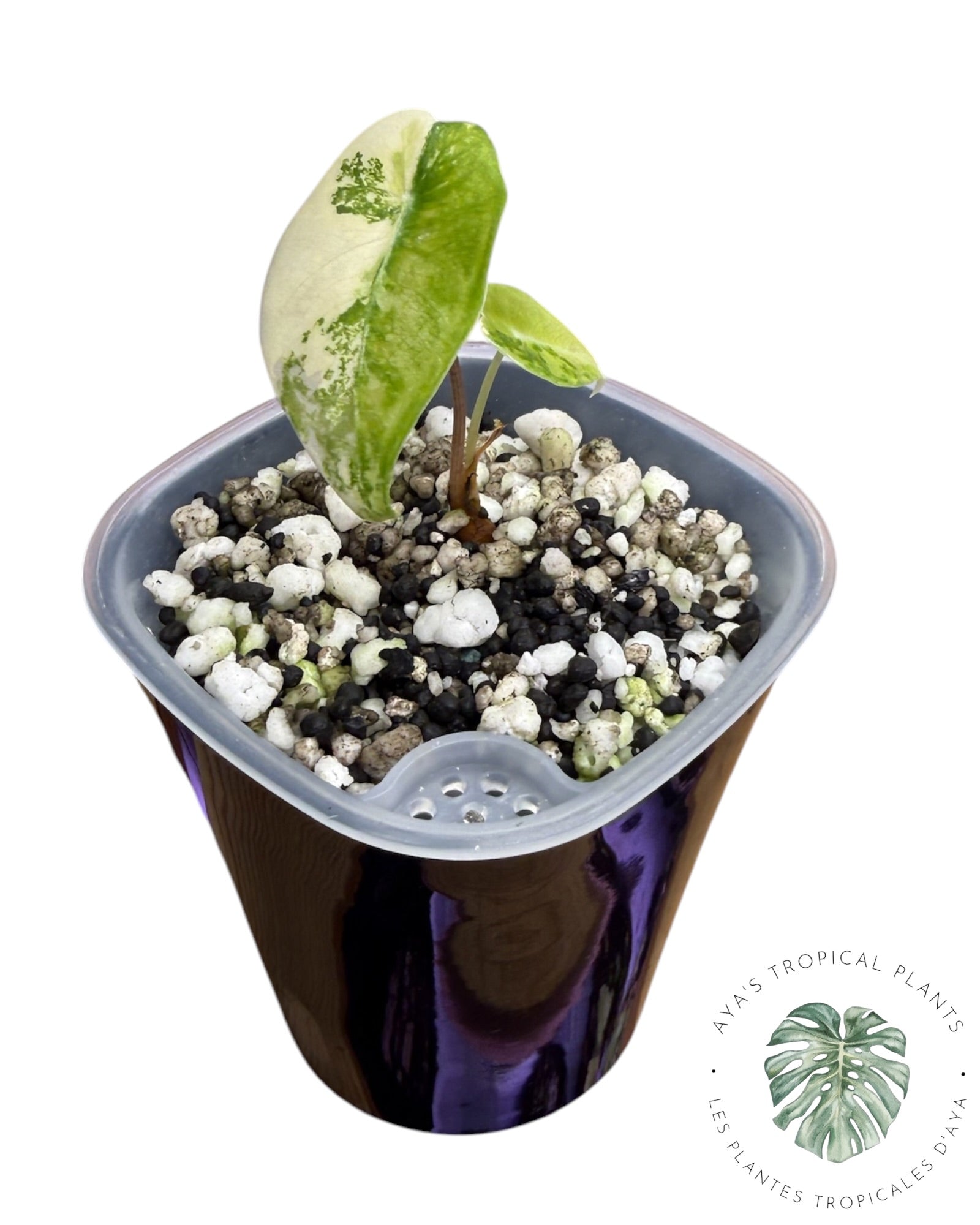 Alocasia Longiloba Grandis Aurea Variegated