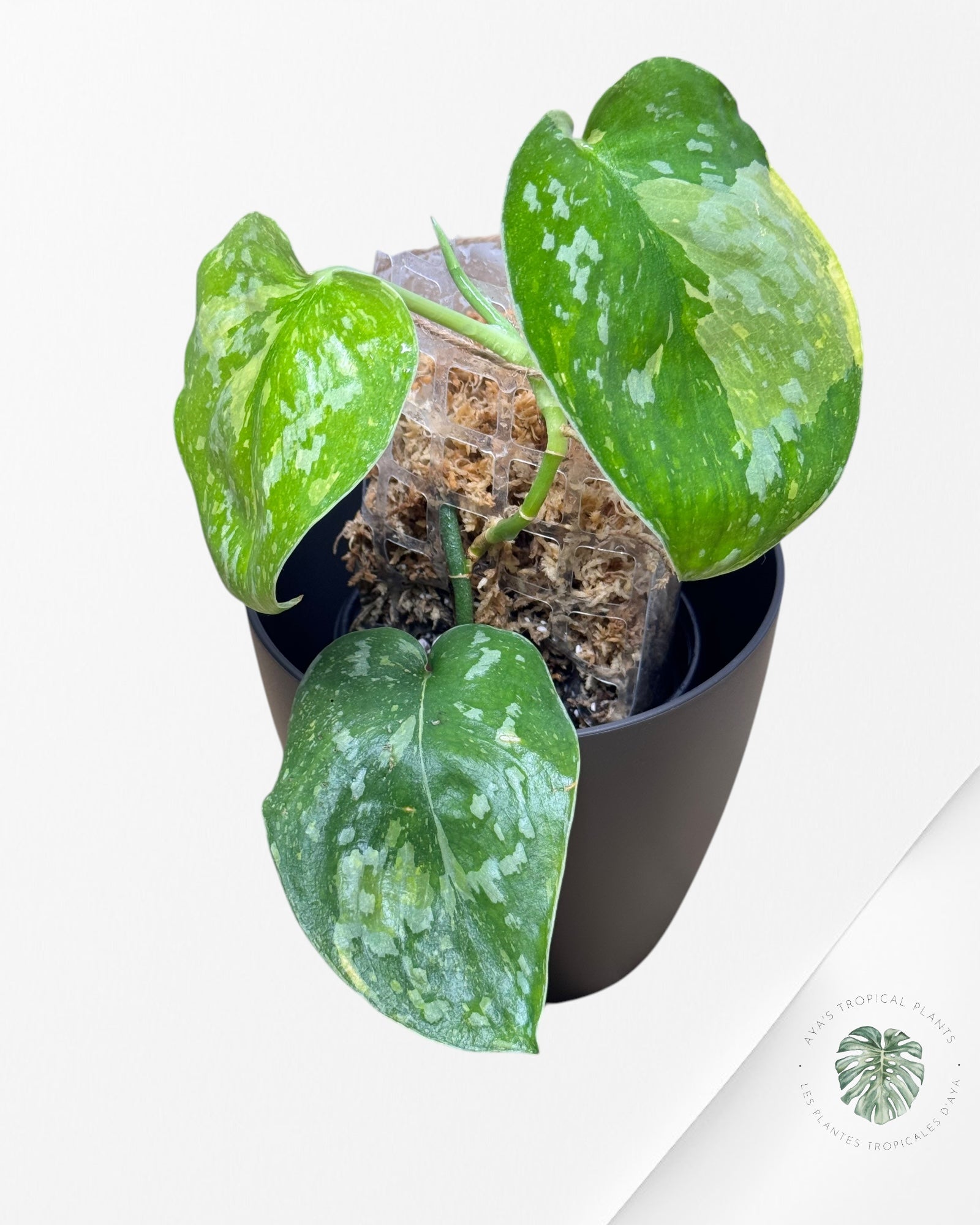 Philodendron Rouge Anderson-W231