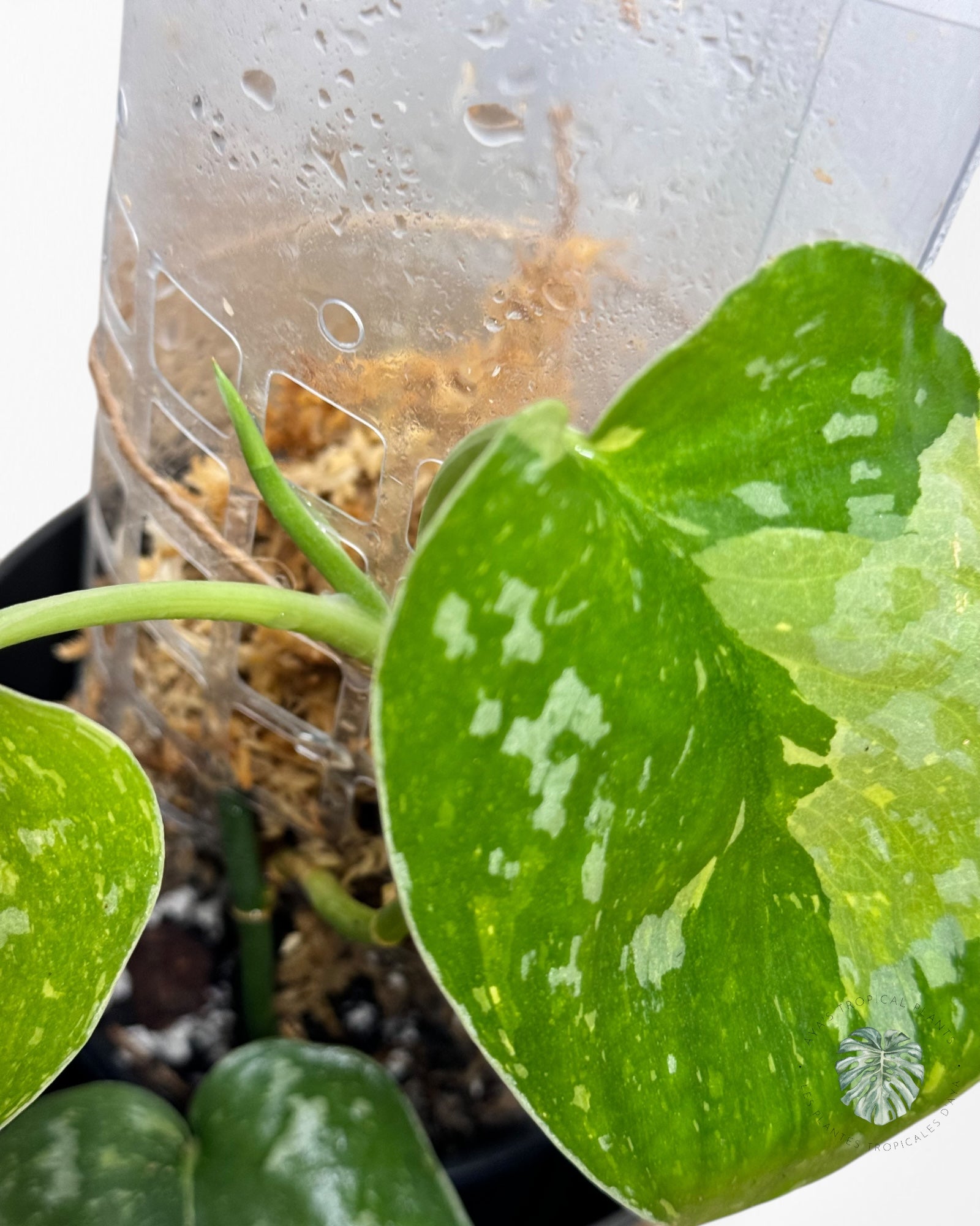 Philodendron Rouge Anderson-W231