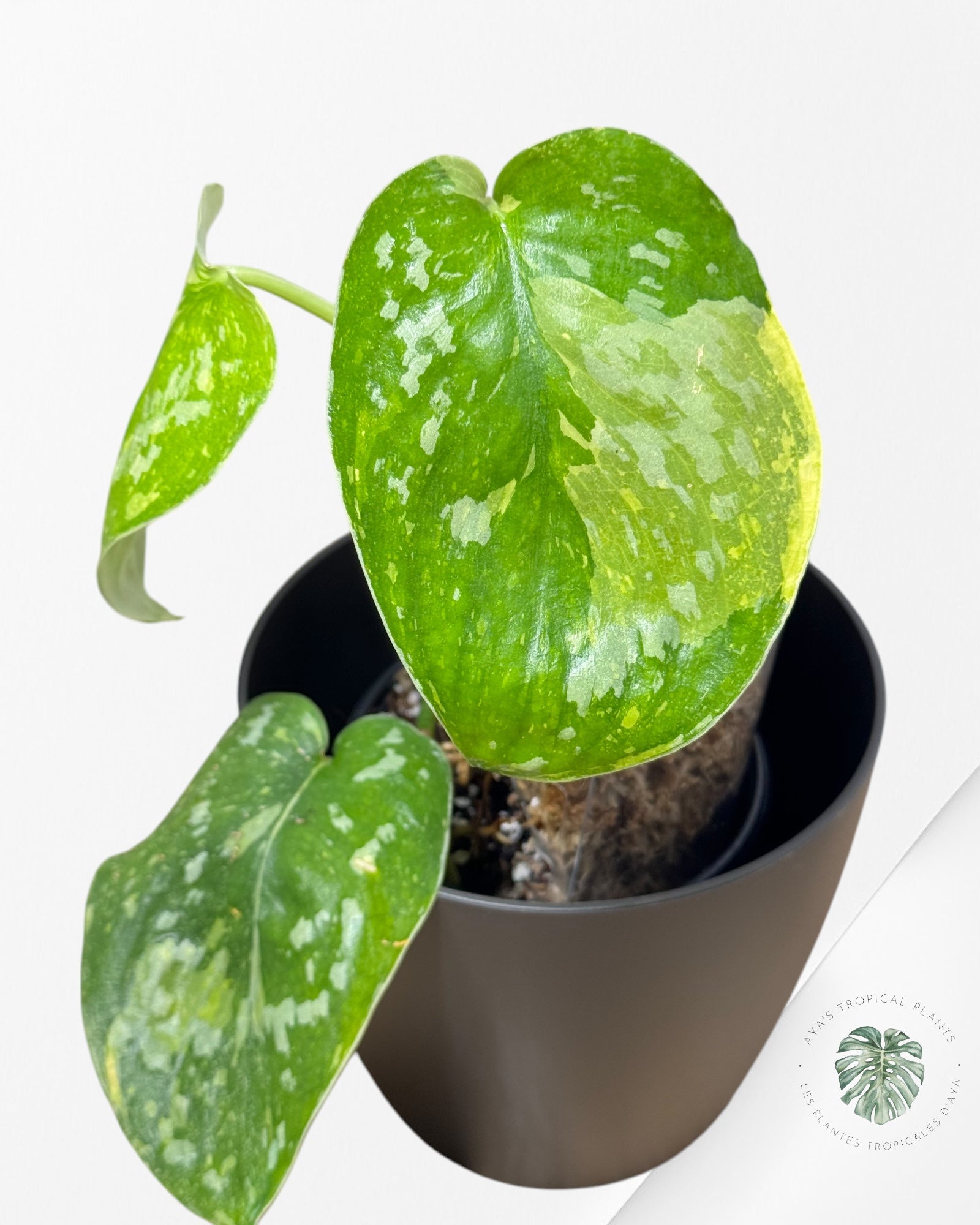 Philodendron Rouge Anderson-W231