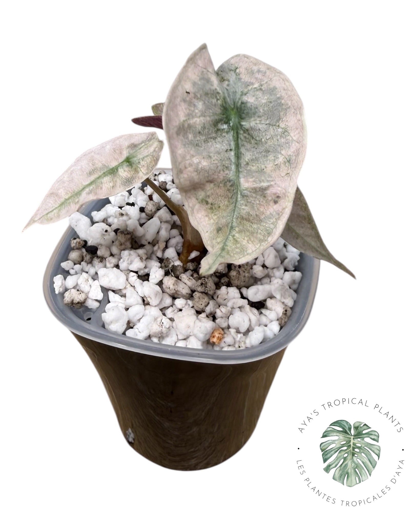 Alocasia polly pink mutation