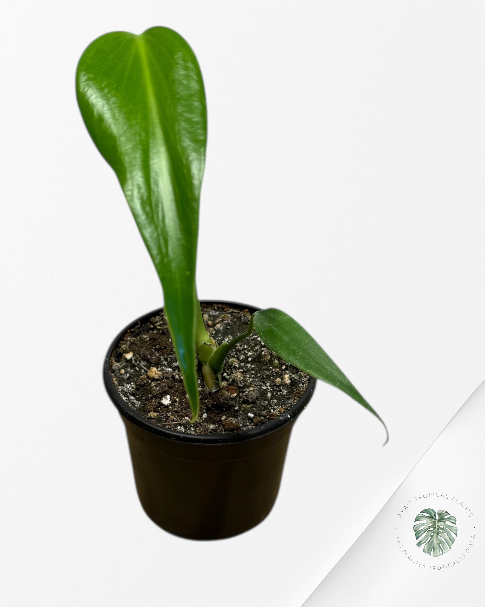 Monstera Burle Marx Flame | Aracée rare | Plantes tropicales d'Aya