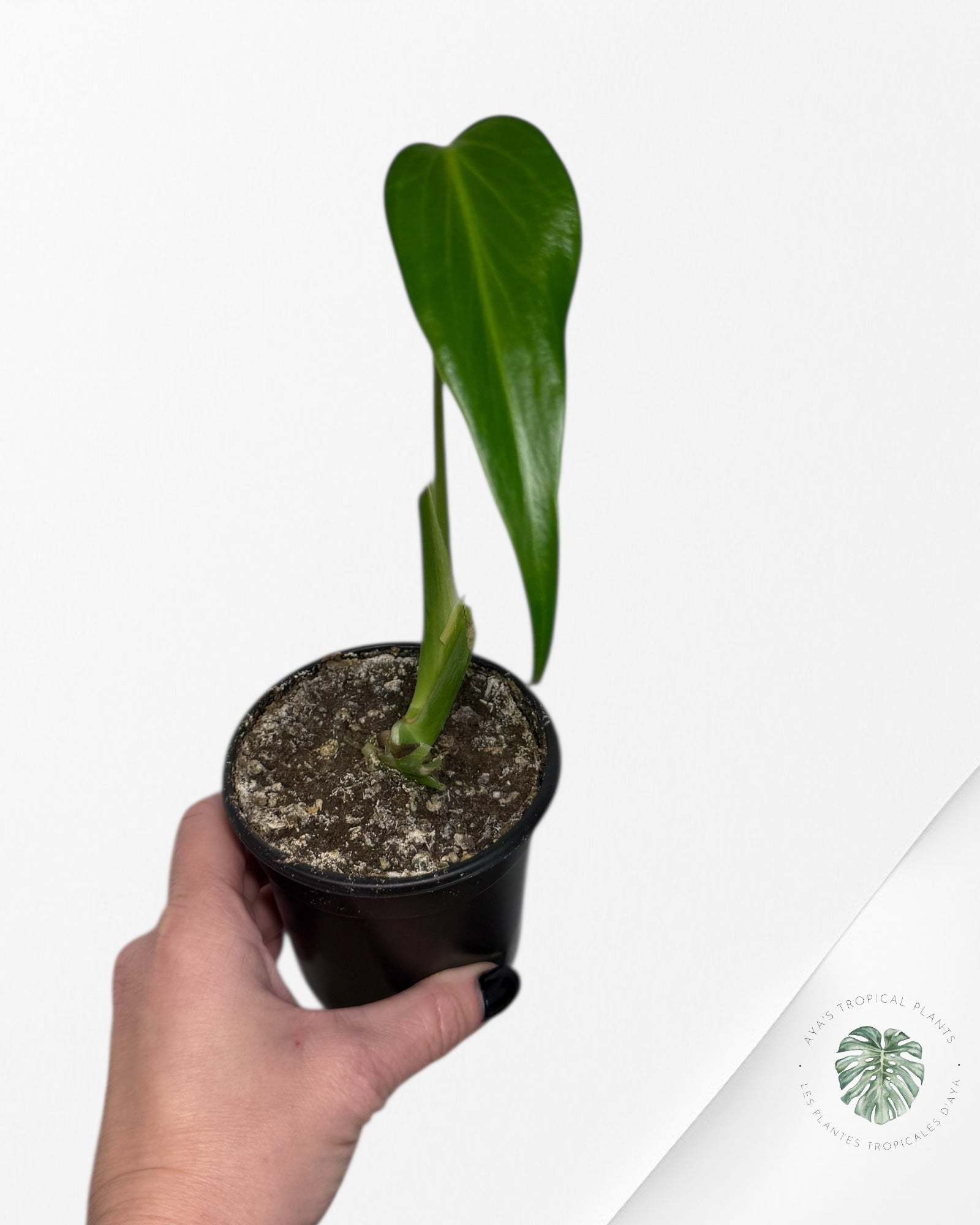 Monstera Burle Marx Flame | Aracée rare | Plantes tropicales d'Aya