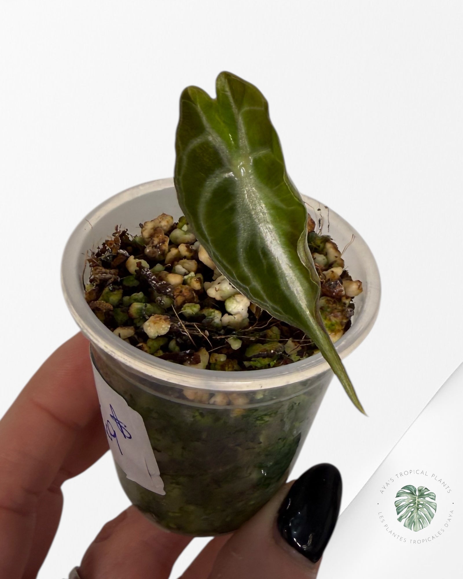 Alocasia Venom| Rare TC Plant| Aya's Tropical Plants